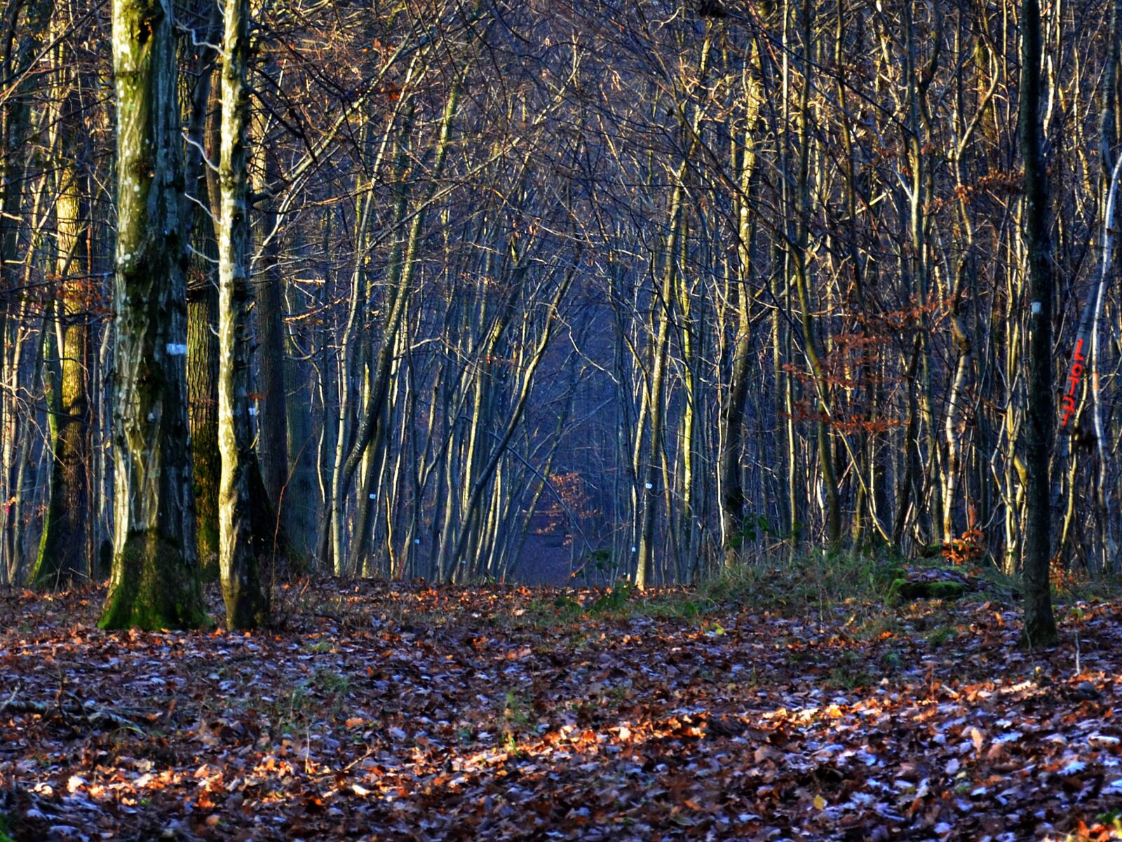 Nikon D5100 sample photo. Forest, autumn, nature photography