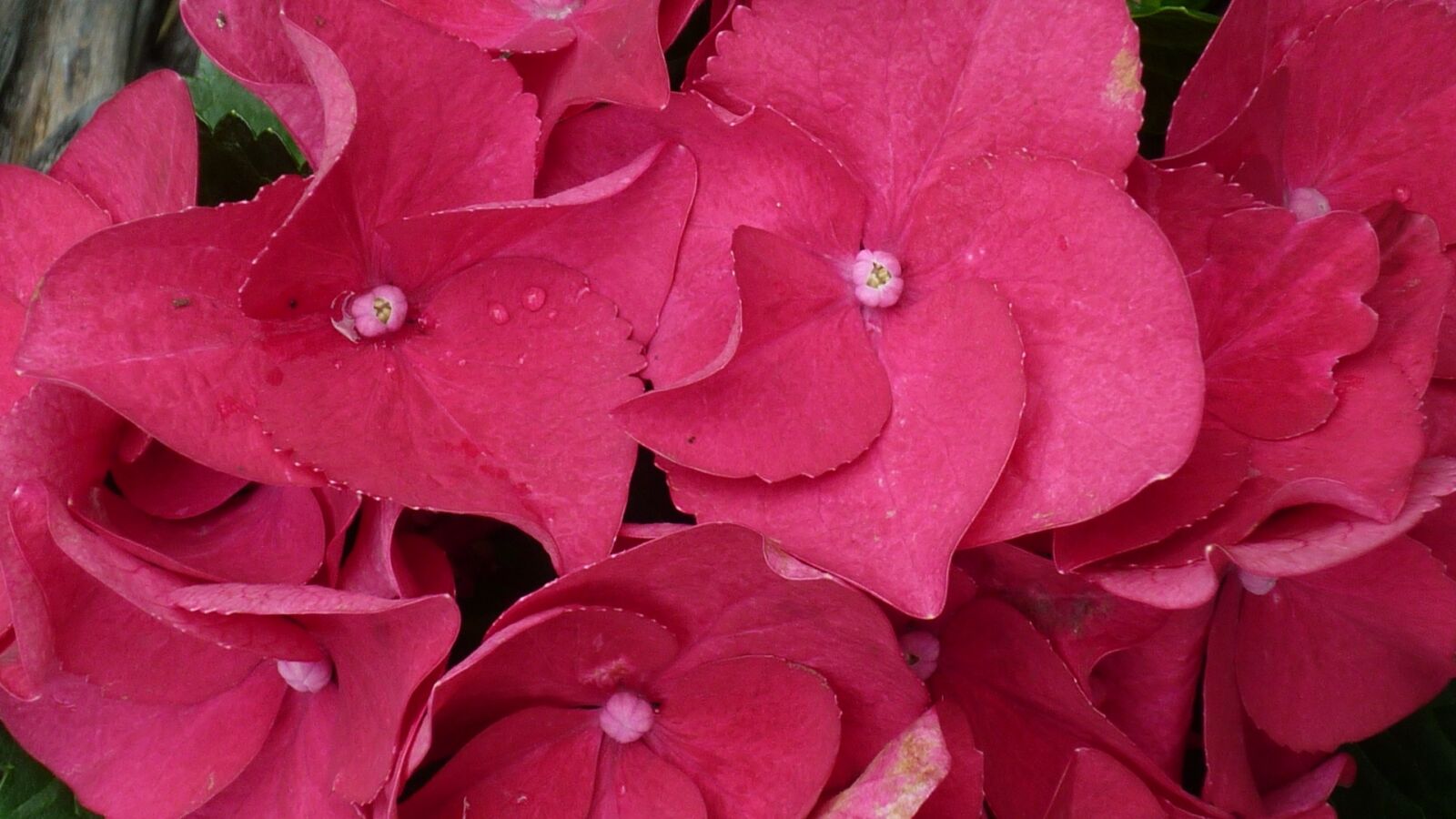 Panasonic Lumix DMC-FS6 sample photo. Hydrangea, flower, red photography