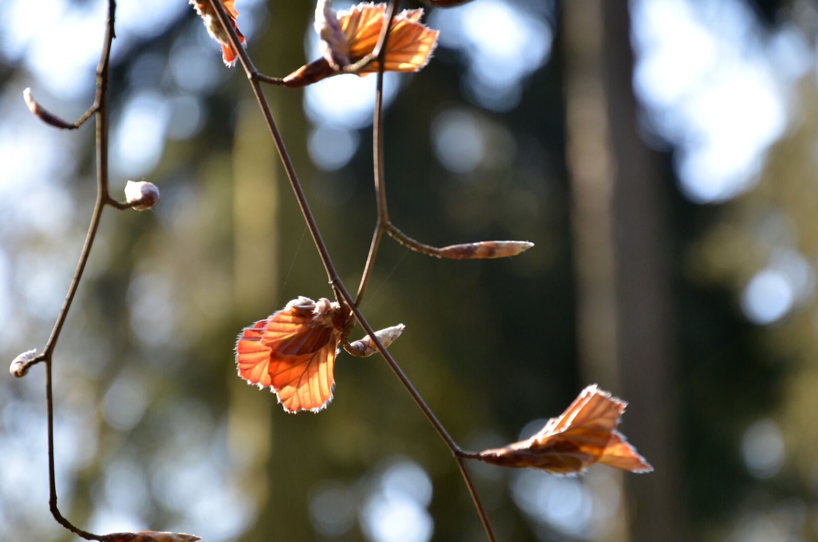 Nikon D5100 sample photo. Bud, spring, nature photography