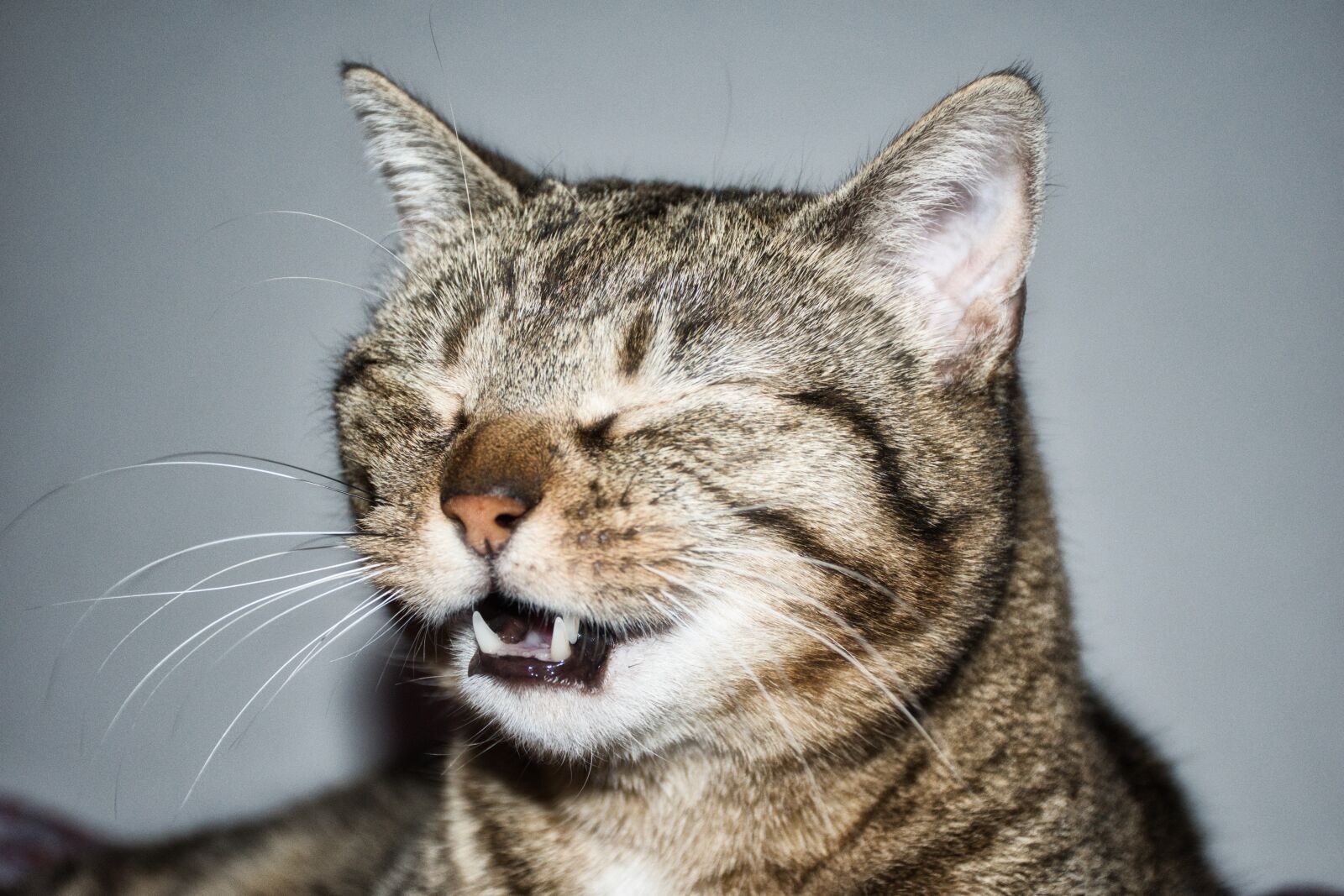 Nikon D5600 sample photo. Cat, animal, sneezing photography