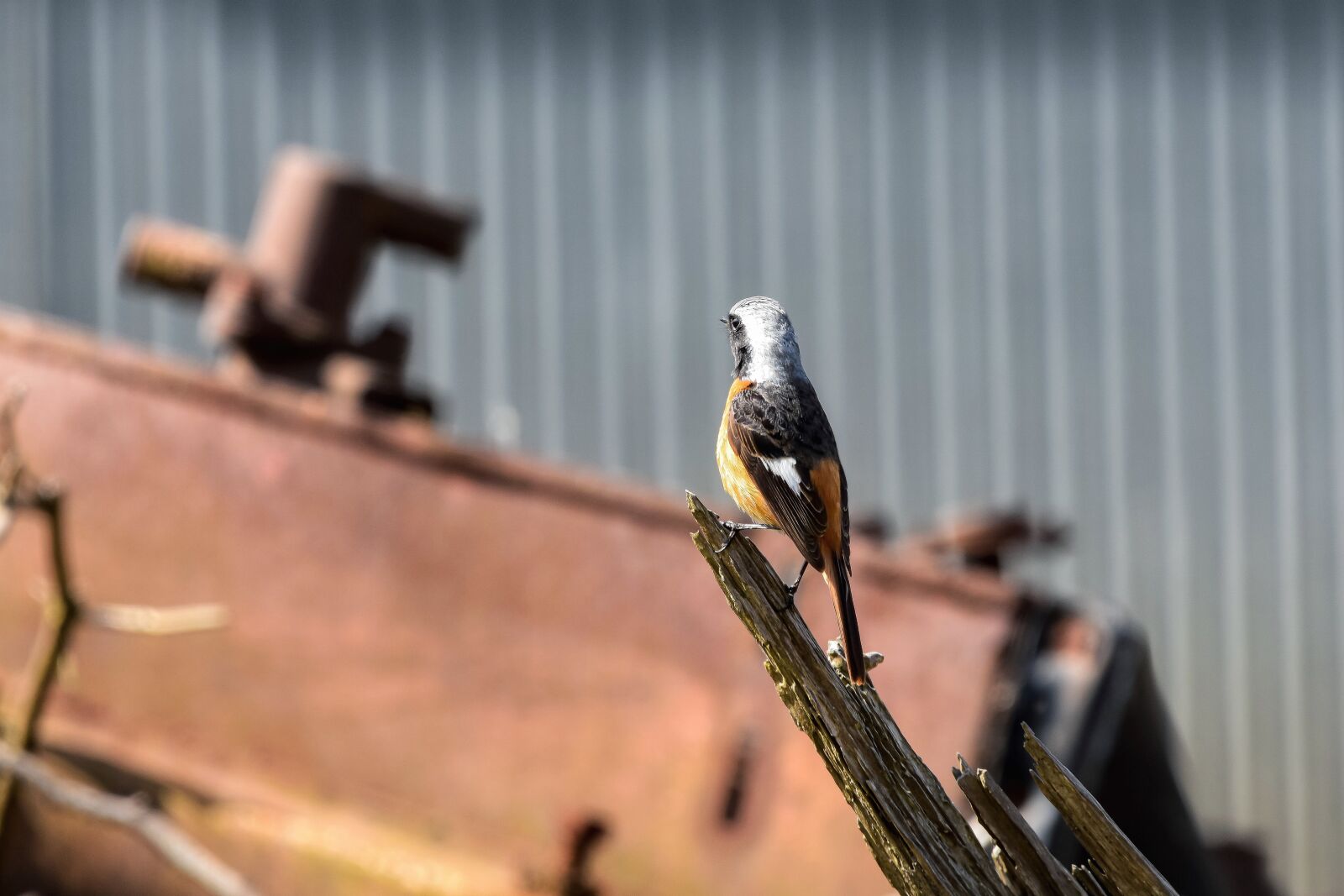 Nikon D7200 sample photo. Animal, building, iron photography