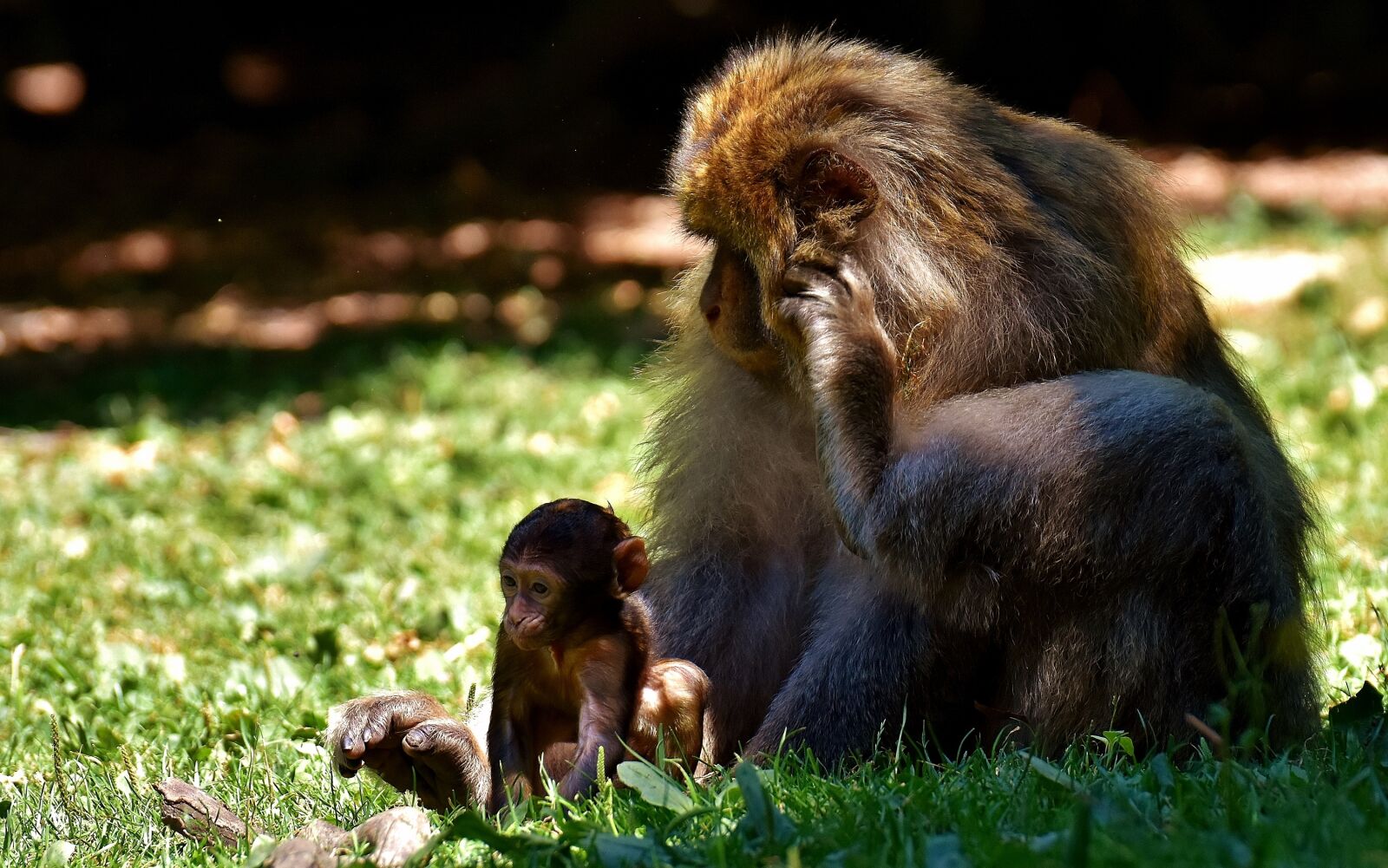 Nikon D7200 sample photo. Ape, baby monkey, barbary photography