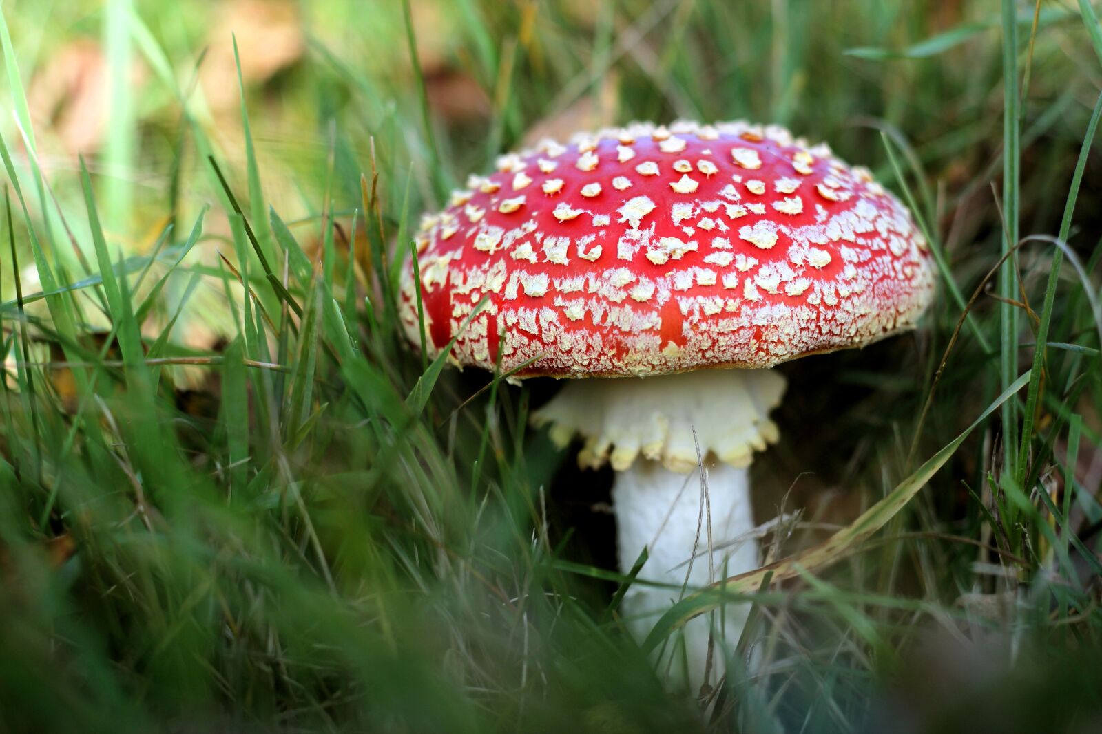 Canon EOS 600D (Rebel EOS T3i / EOS Kiss X5) + Canon EF 50mm F1.8 II sample photo. Toadstool, fungus, grass photography