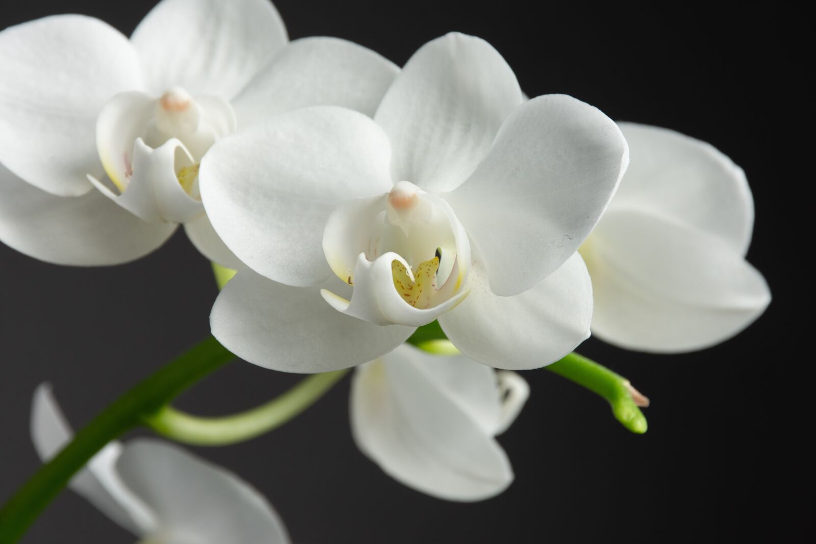 Nikon D7200 sample photo. Flower, nature, orchid photography