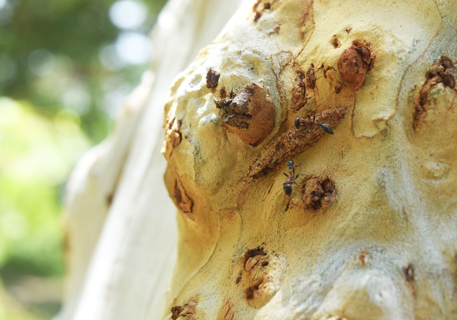 Nikon D3300 sample photo. Ant, tree, nature photography