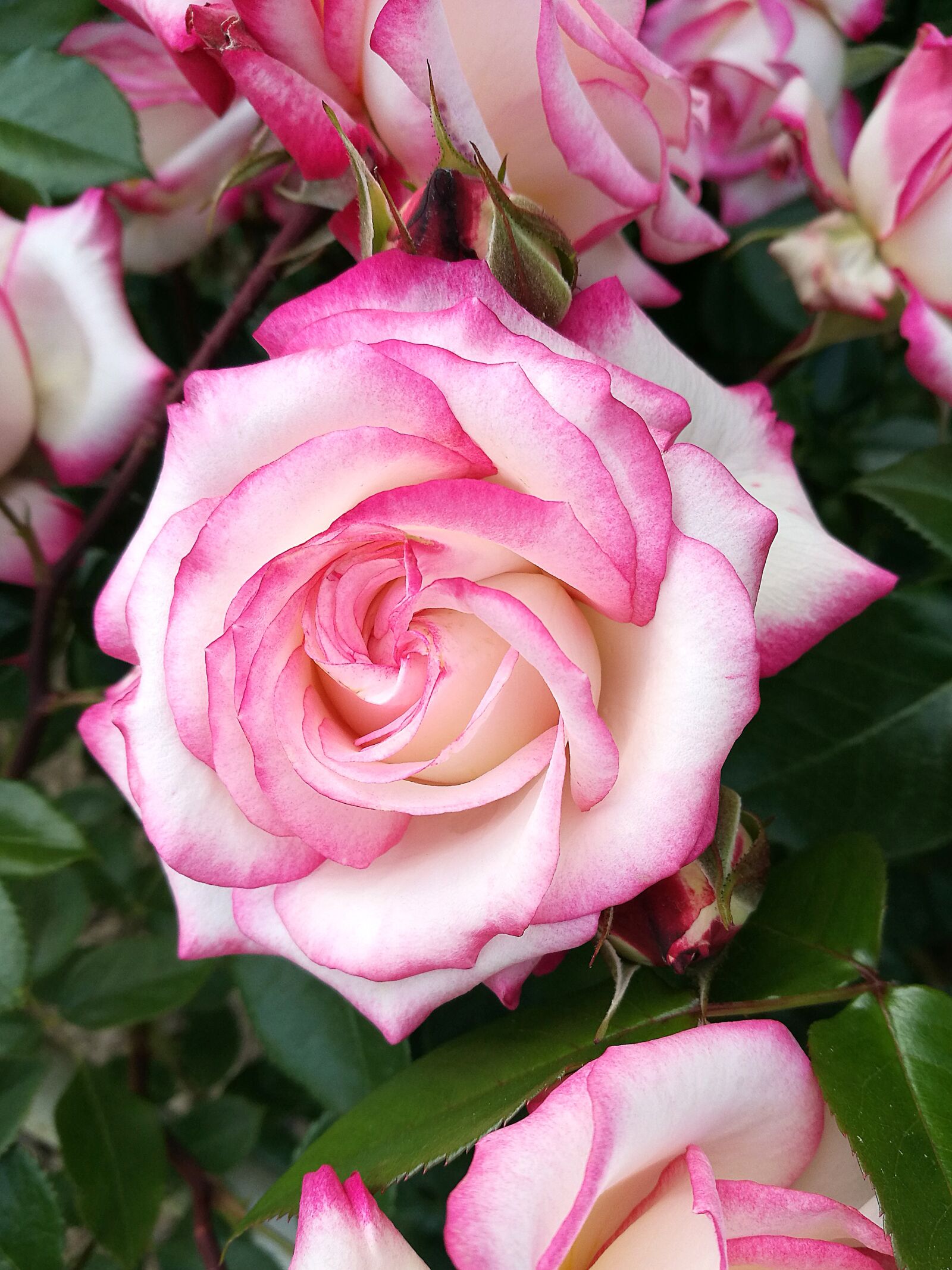 HUAWEI P9 sample photo. Rose, macro, flowers photography