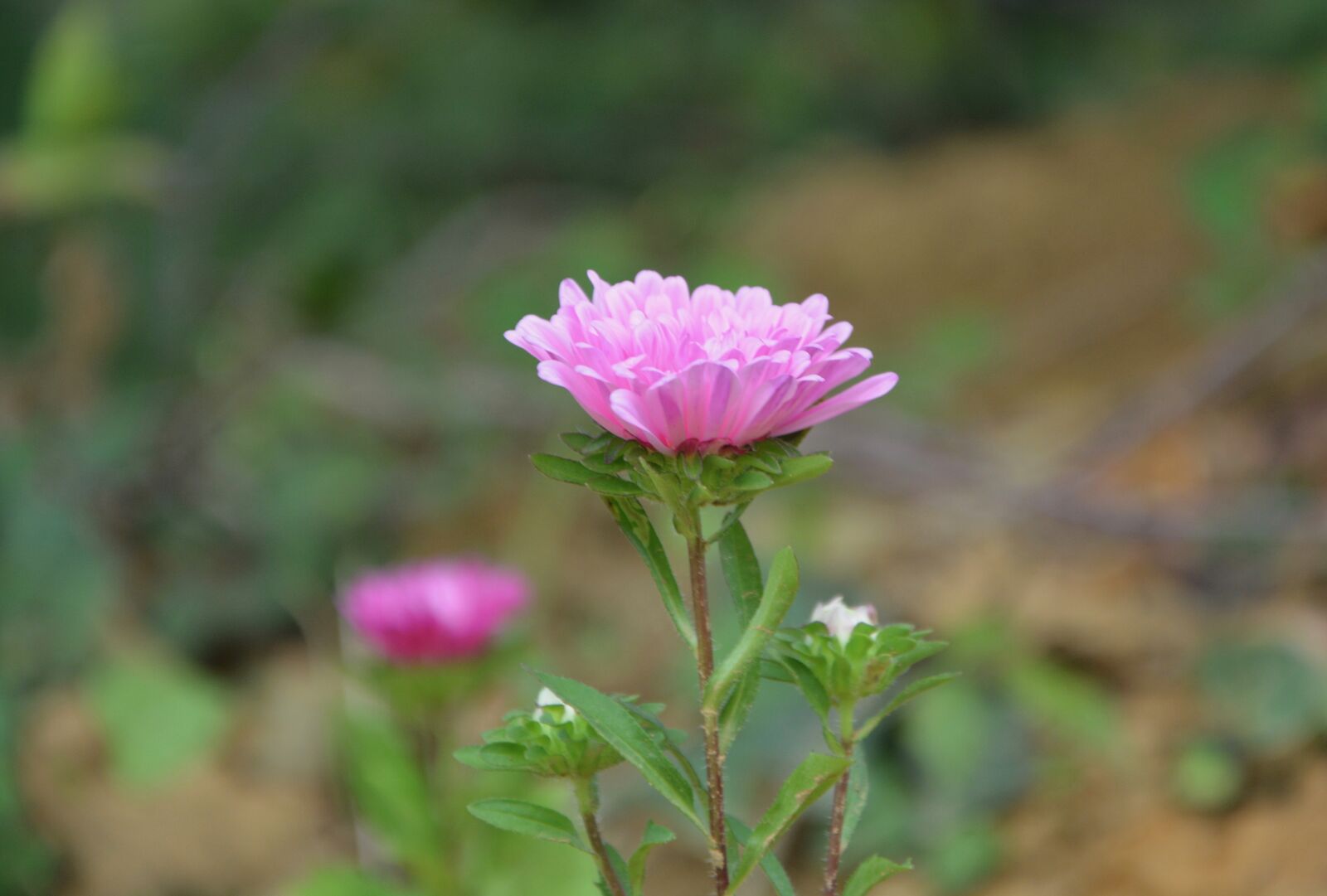 Nikon D5200 sample photo. Flower, flowers, plant photography