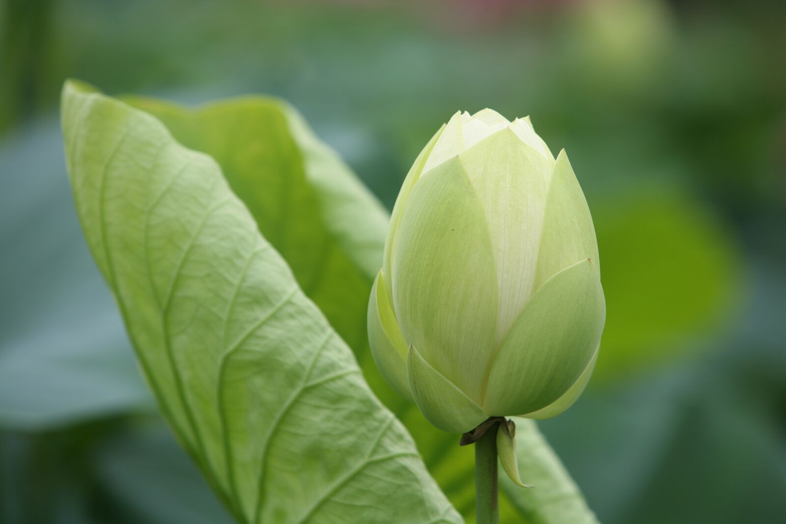 Canon EOS 5D sample photo. Leaf, nature, plants photography
