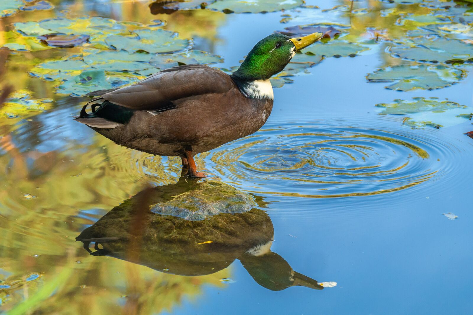 LUMIX G VARIO 100-300/F4.0-5.6II sample photo. Duck, mallard, drake photography