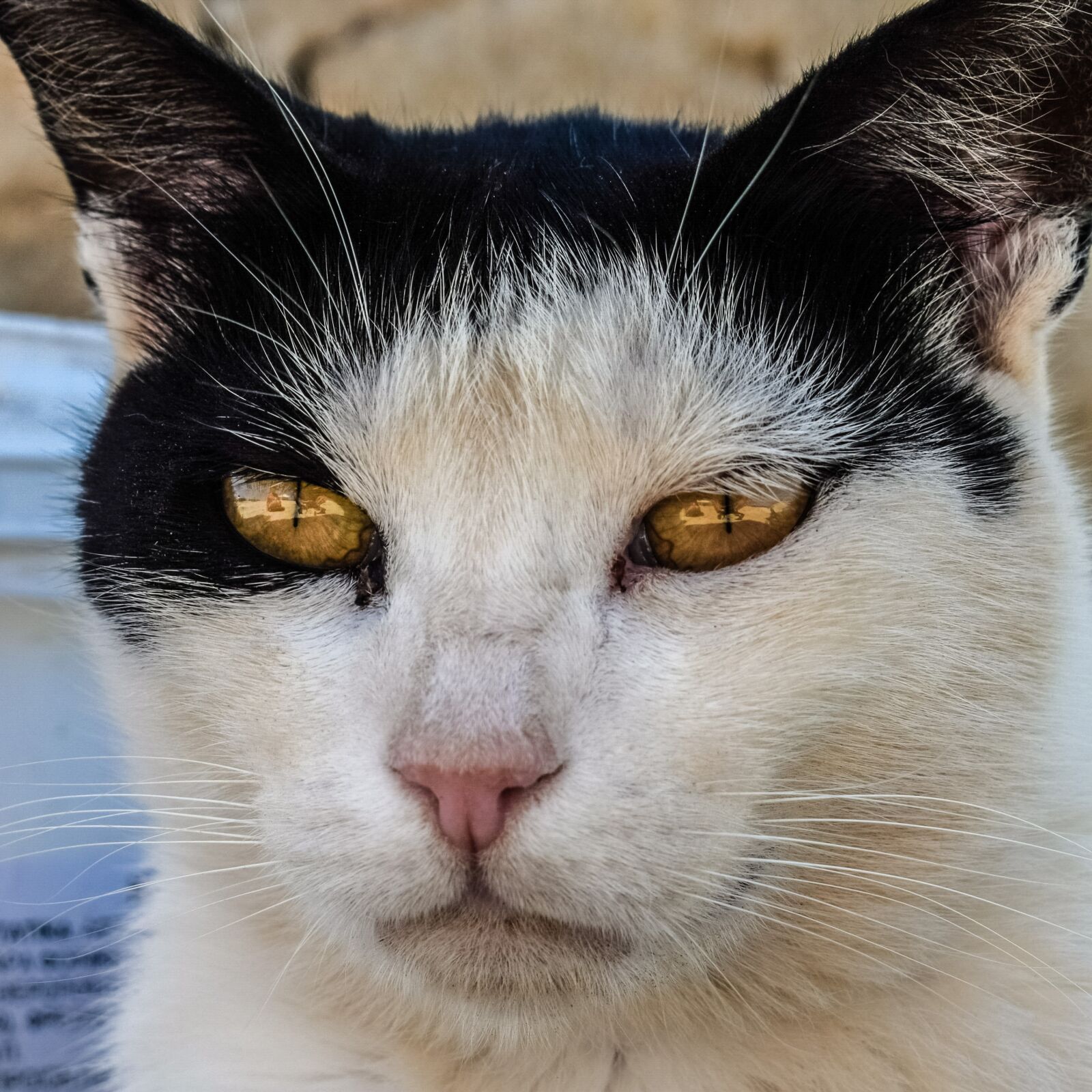Nikon D3300 sample photo. Cat, stray, eyes photography