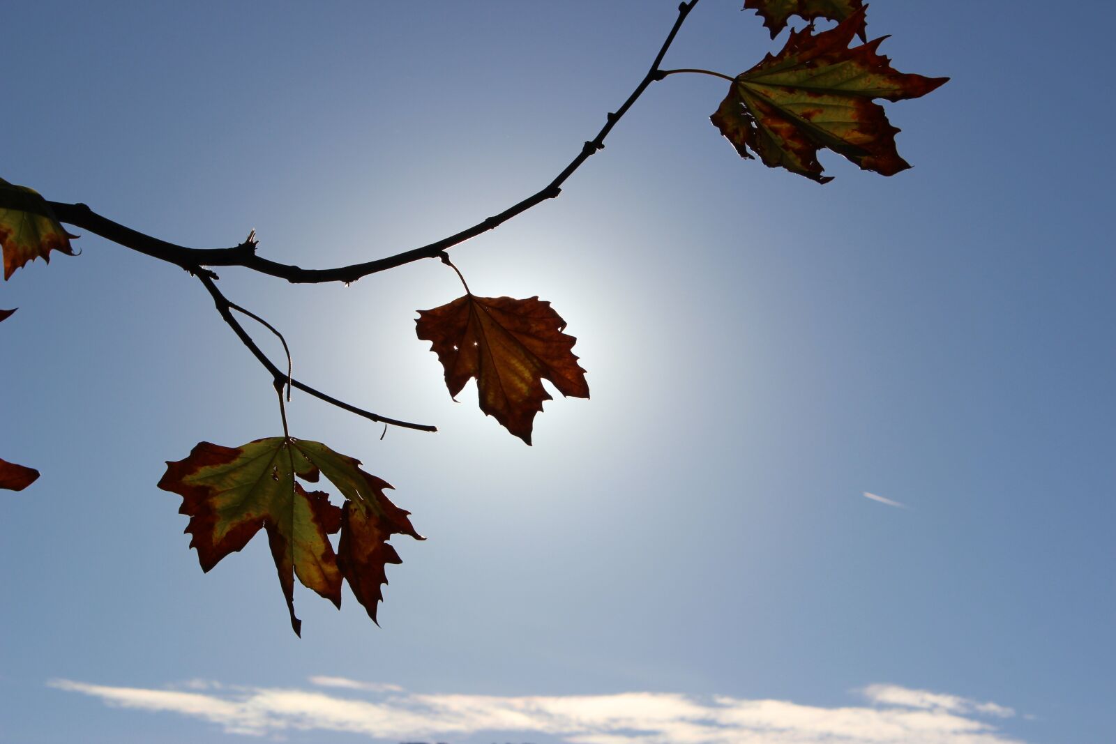 Canon EOS 600D (Rebel EOS T3i / EOS Kiss X5) sample photo. Autumn, leaves, sun photography
