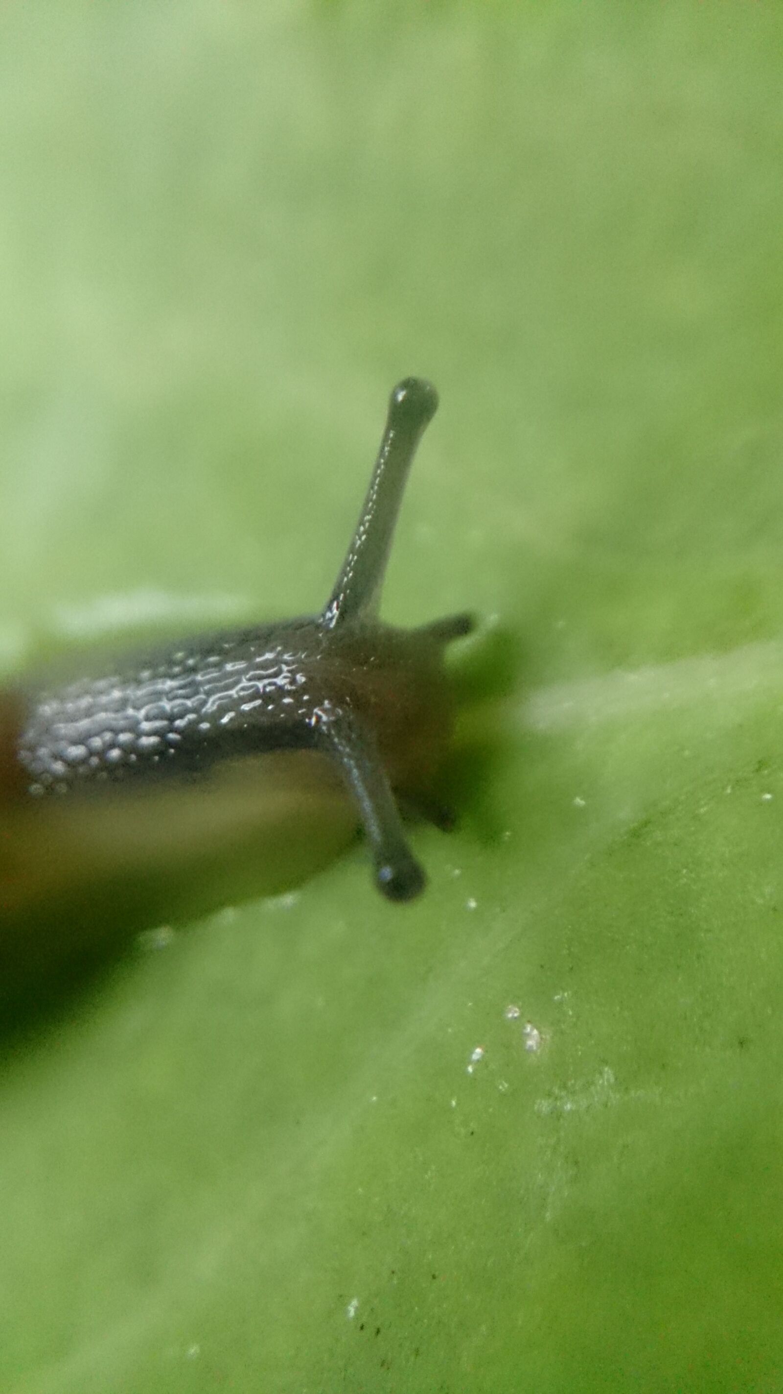Sony Xperia Z sample photo. Branch, head, snail photography