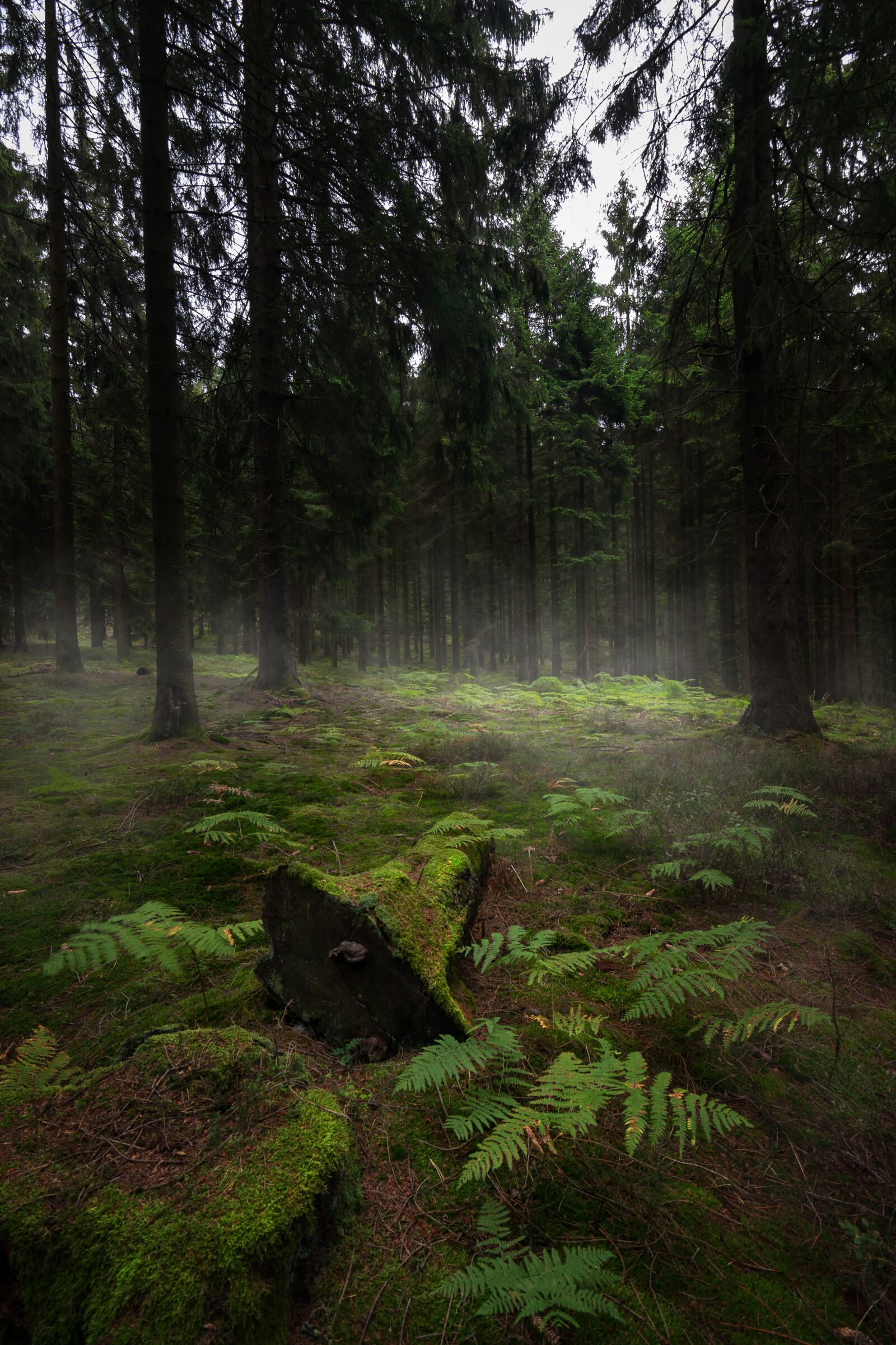 Nikon D5300 sample photo. Forest, trees, nature photography