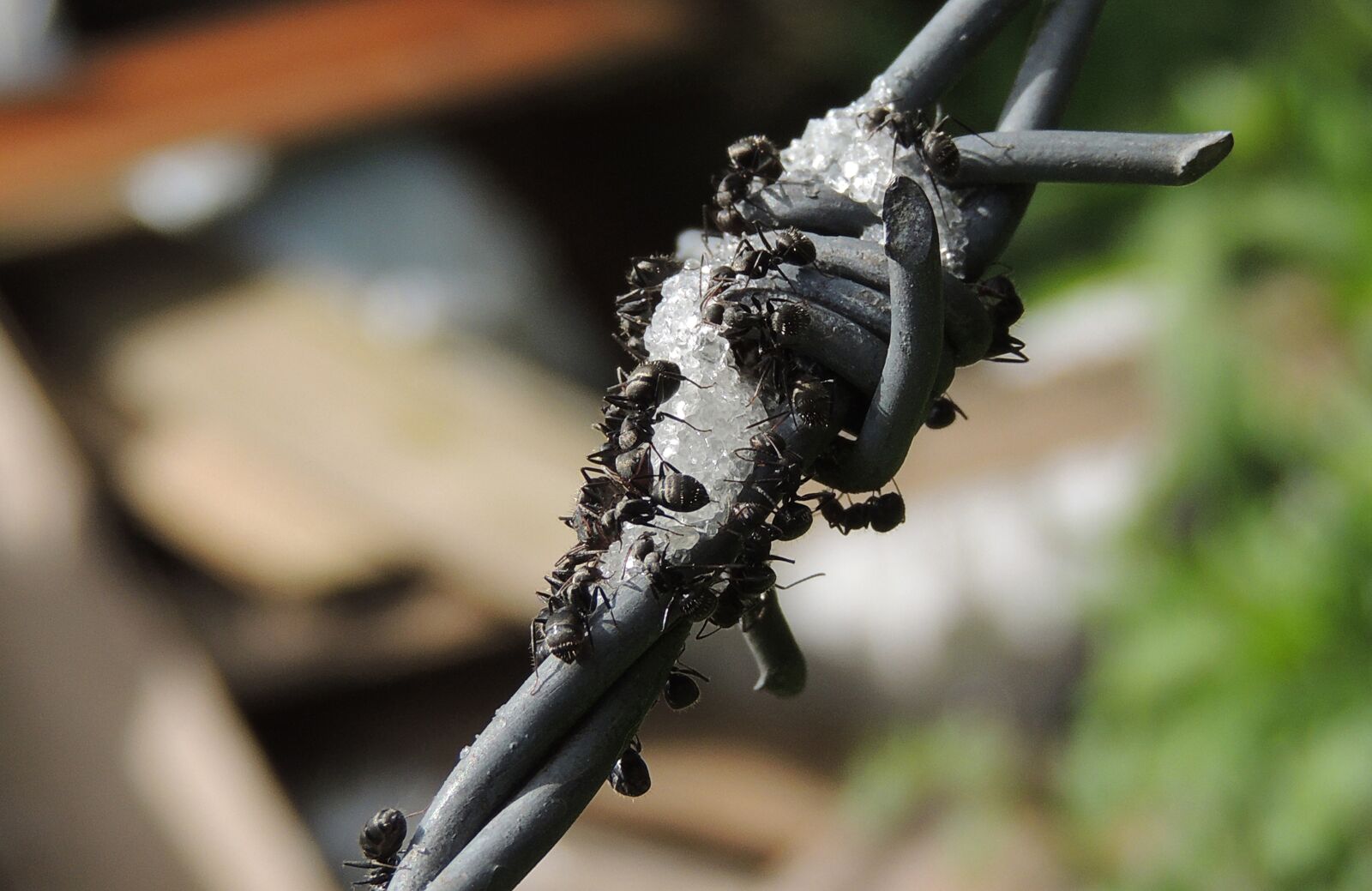Nikon Coolpix P510 sample photo. Insects, ants, barbed wire photography