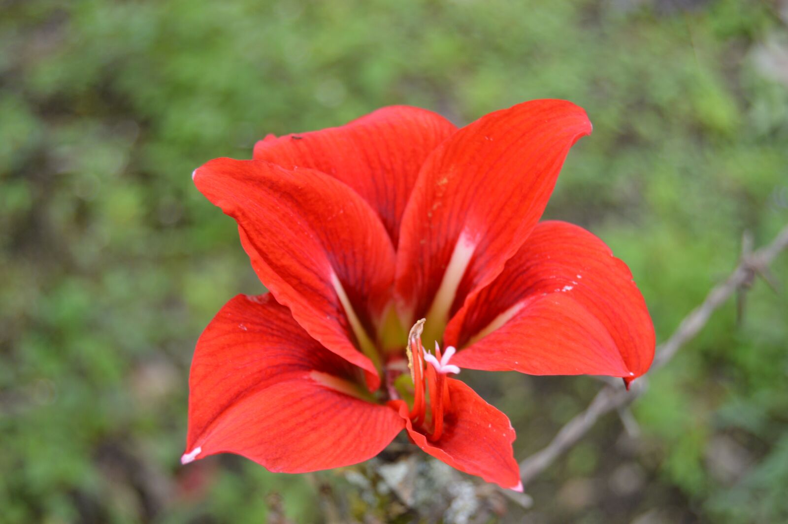 Nikon D3200 sample photo. Flower flower, red flower photography