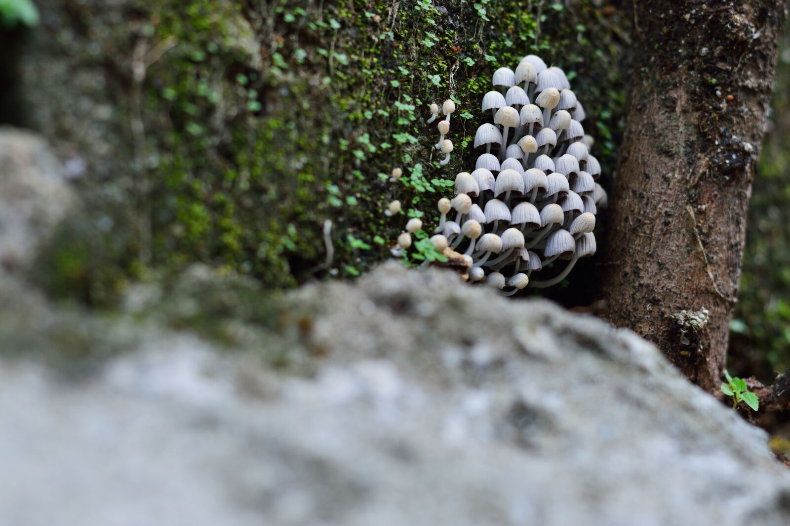 Nikon D3200 sample photo. Closeup, forest, fresh, fungi photography