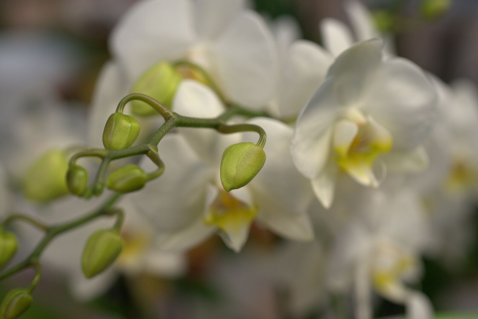 Sony a7 II sample photo. Orchid, bud, blossom photography