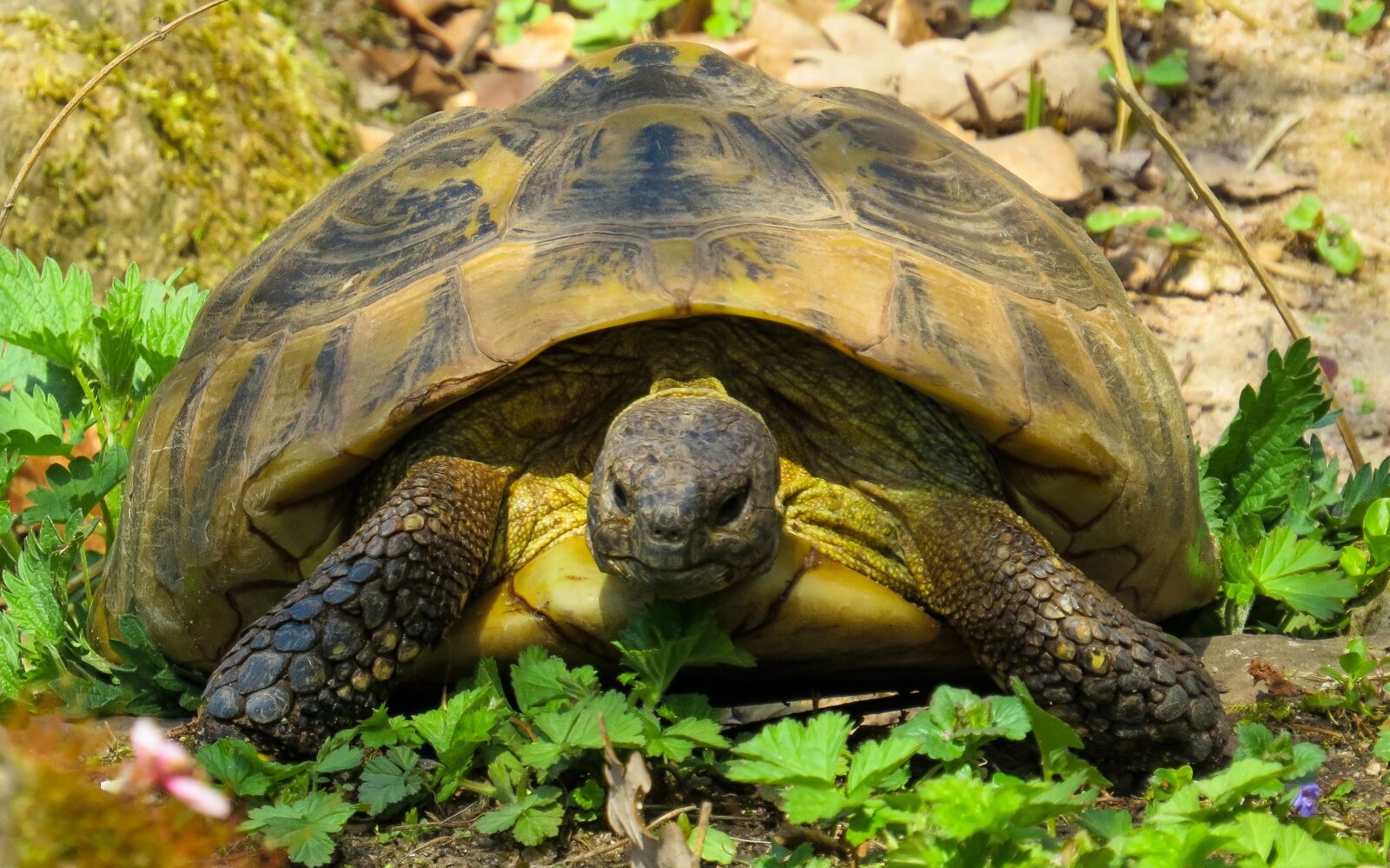 Canon PowerShot SX50 HS sample photo. Animals, nature, turtle photography