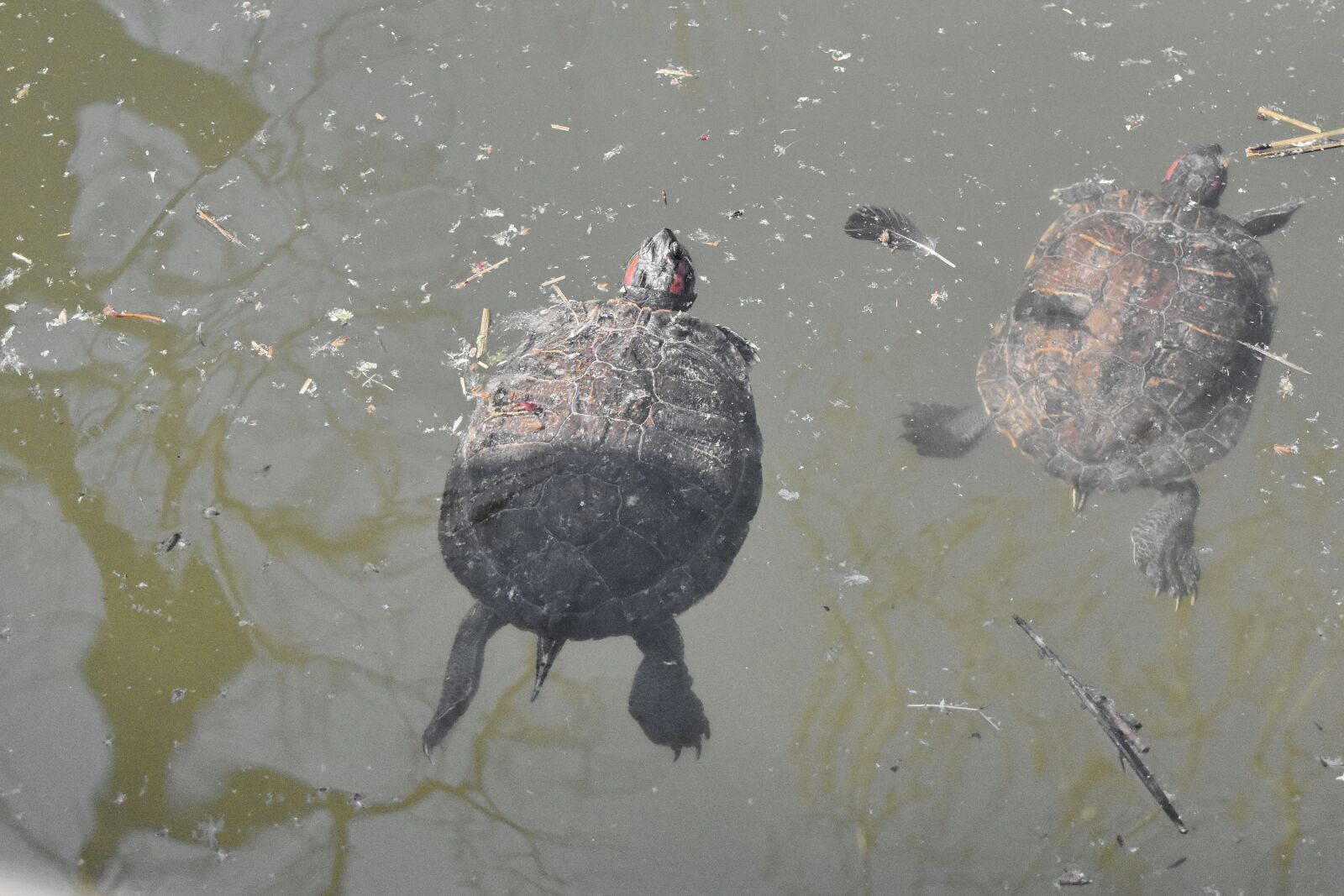 Nikon D5500 sample photo. Turtle, wildlife, water, lake photography