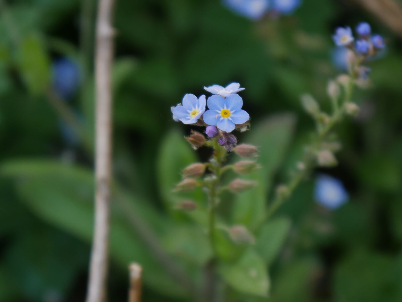 Panasonic DMC-G70 sample photo. Blue flowers, flower, nature photography