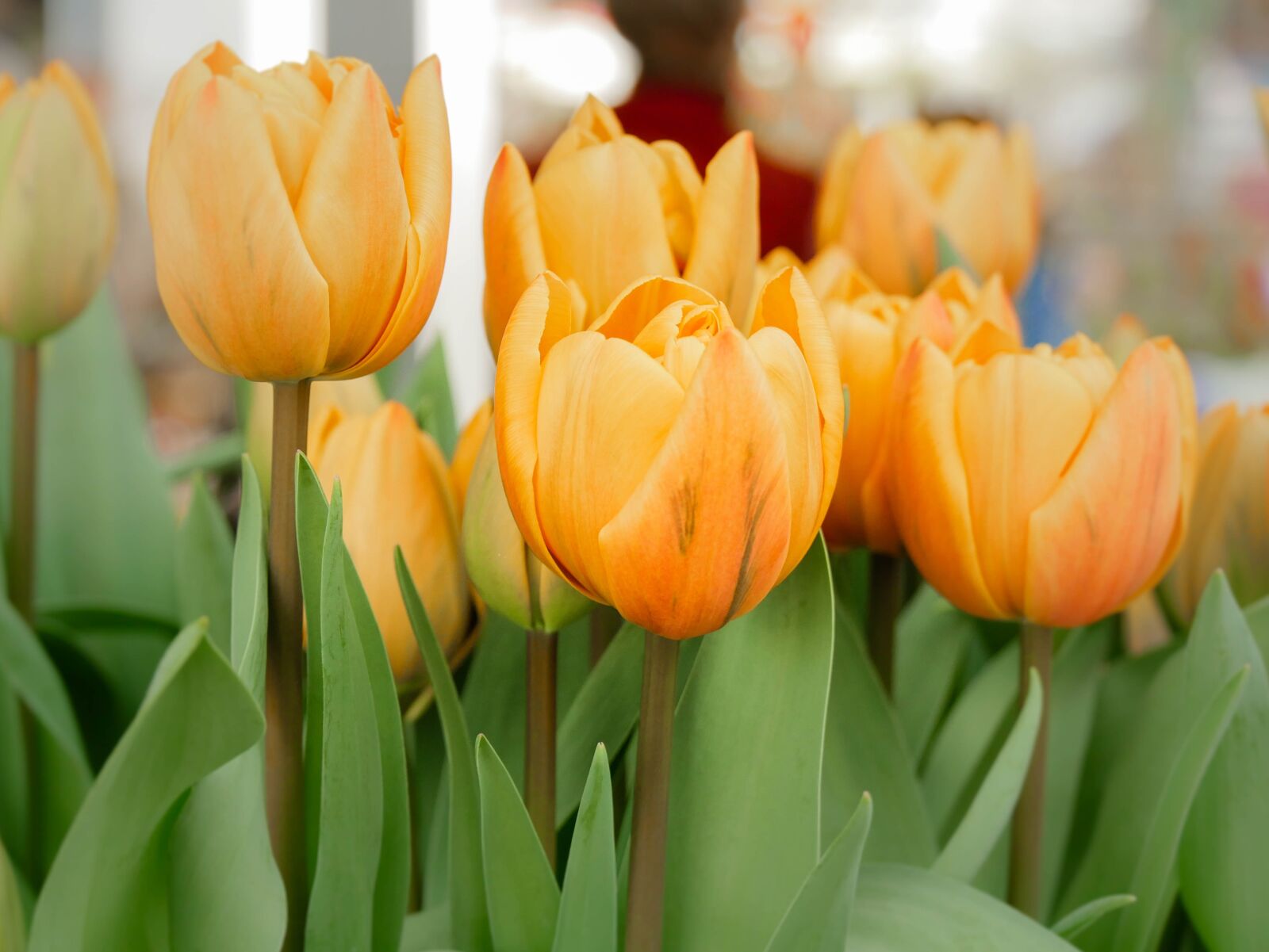 Panasonic DMC-G81 sample photo. Tulip, spring photography