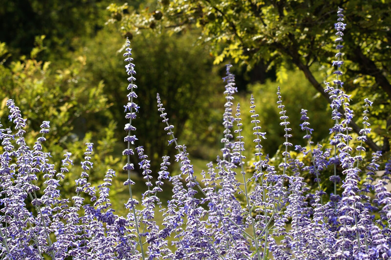 Sony SLT-A58 sample photo. Lavender, lavender blossom, purple photography