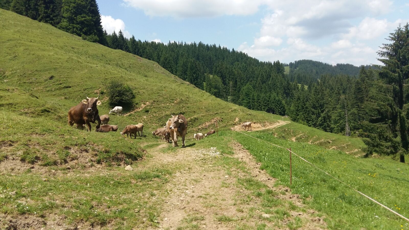 Samsung Galaxy A5 sample photo. Nature, cow, cows photography