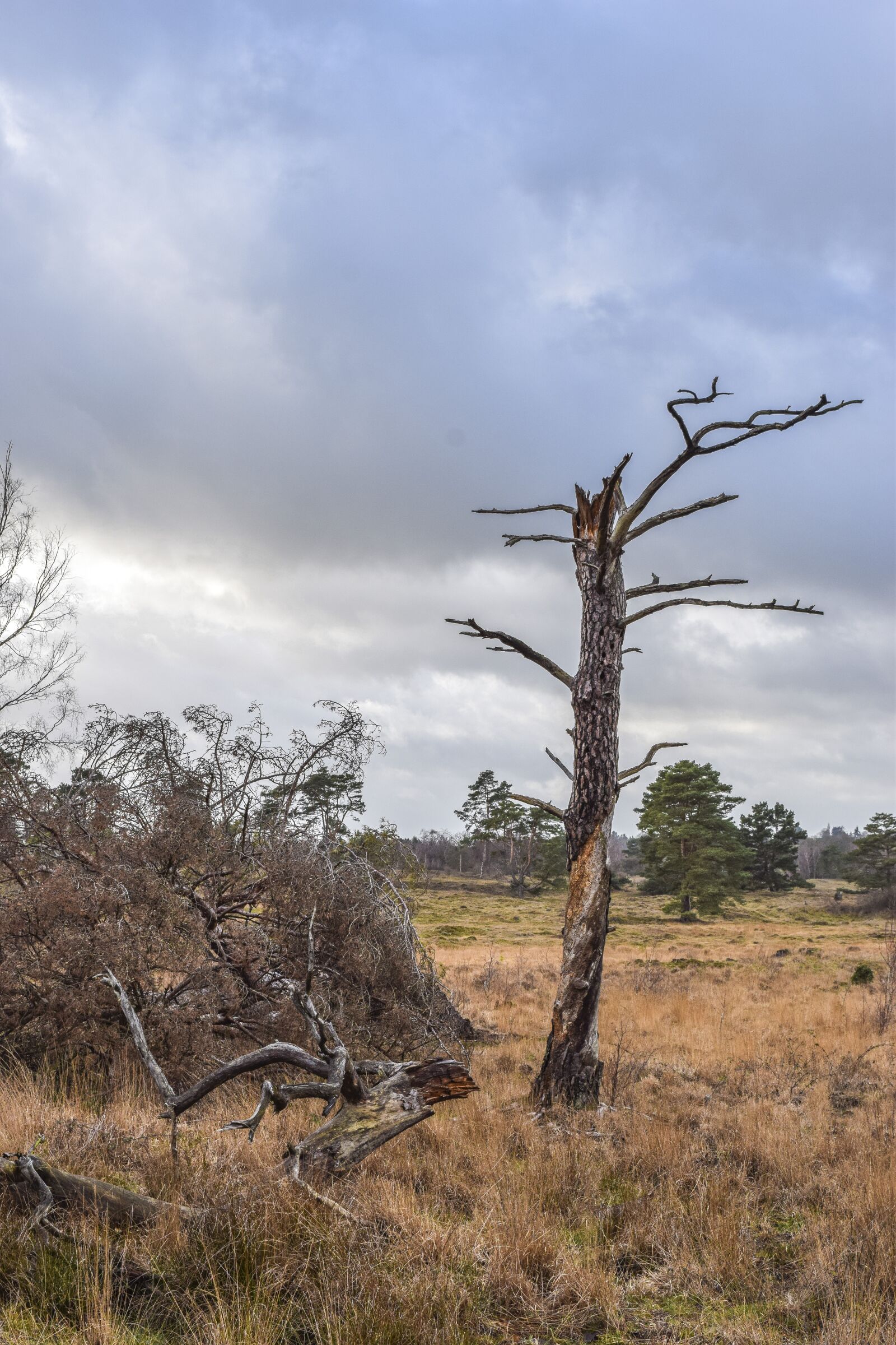 Nikon D3300 sample photo. Nature, landscape, moor photography