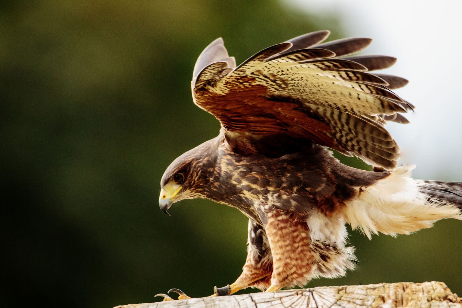 Canon EOS 7D Mark II sample photo. Yellow billed kite, bird photography