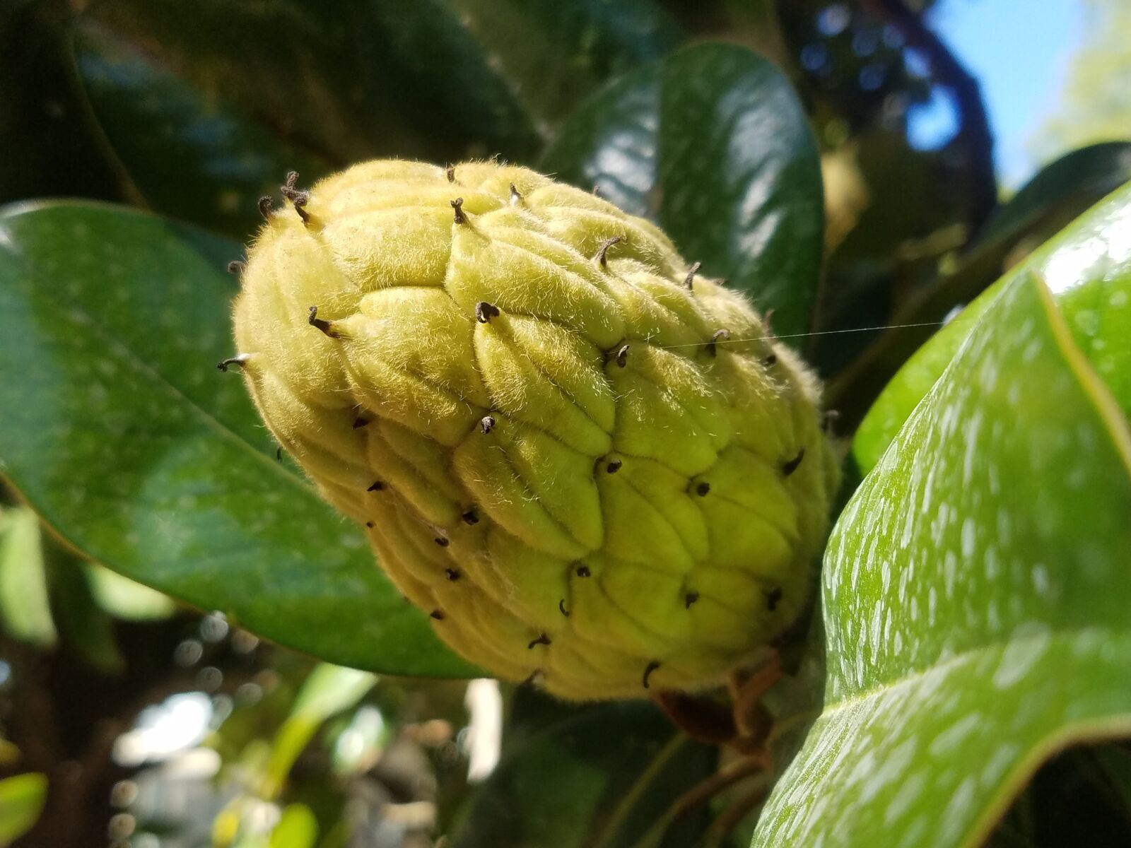 Samsung Galaxy S7 Edge sample photo. Garden, botanical, nature photography
