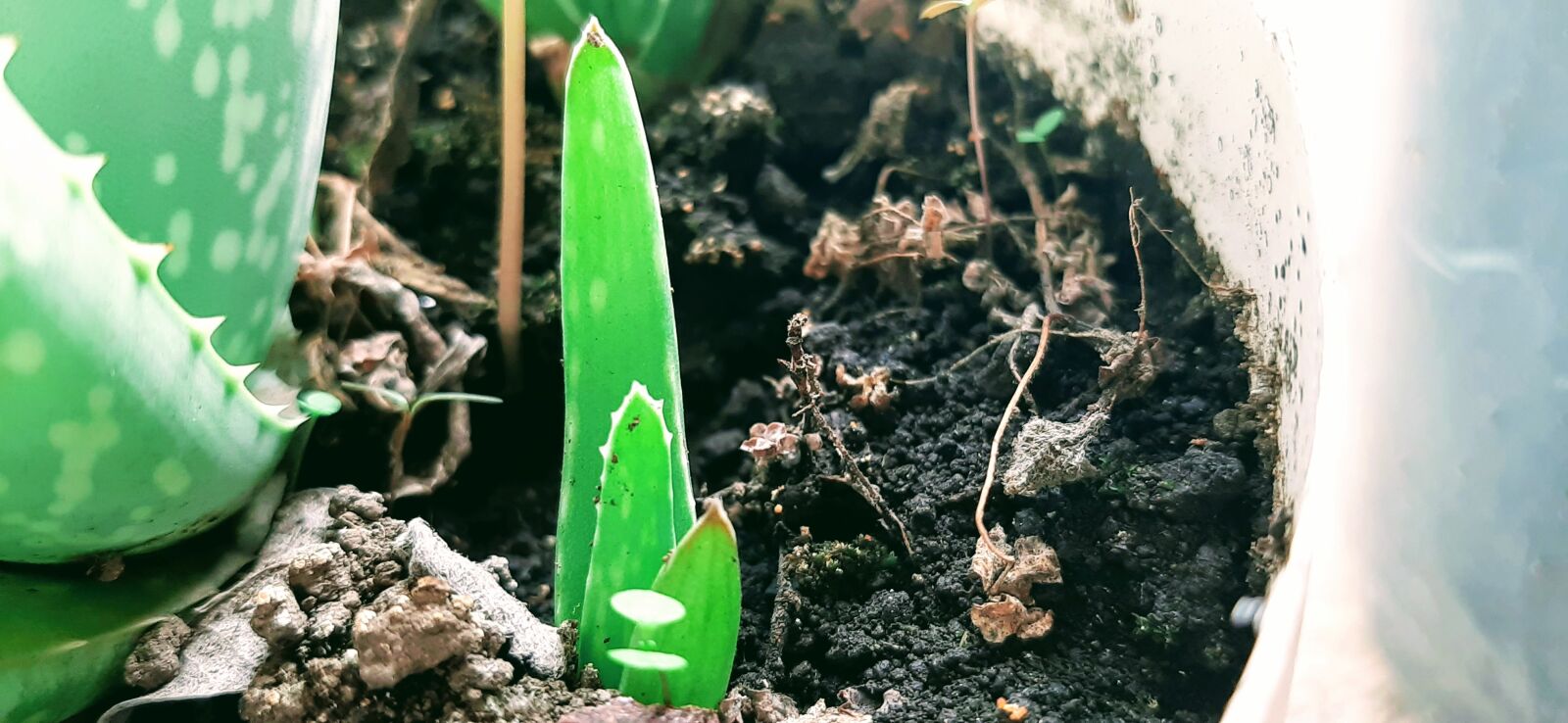 Samsung Galaxy A50 sample photo. Leaf, nature, nursery photography