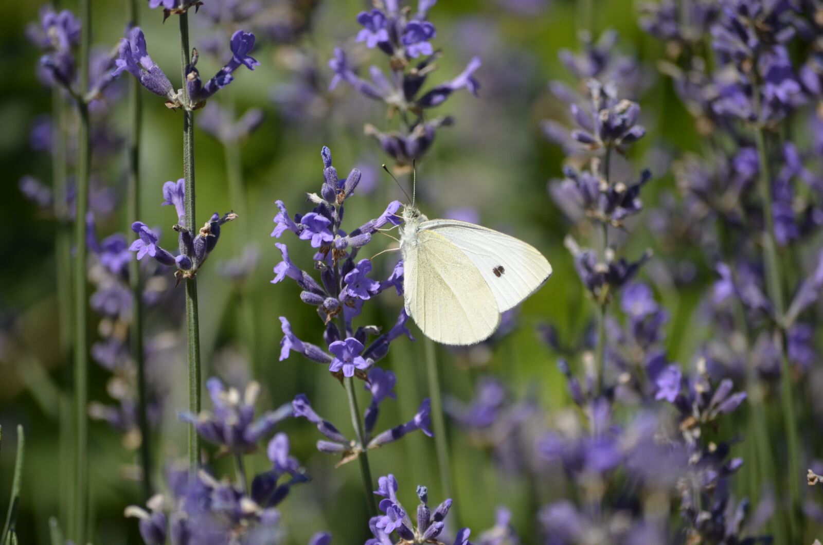 Nikon D5100 sample photo. Lavender, butterfly, blossom photography