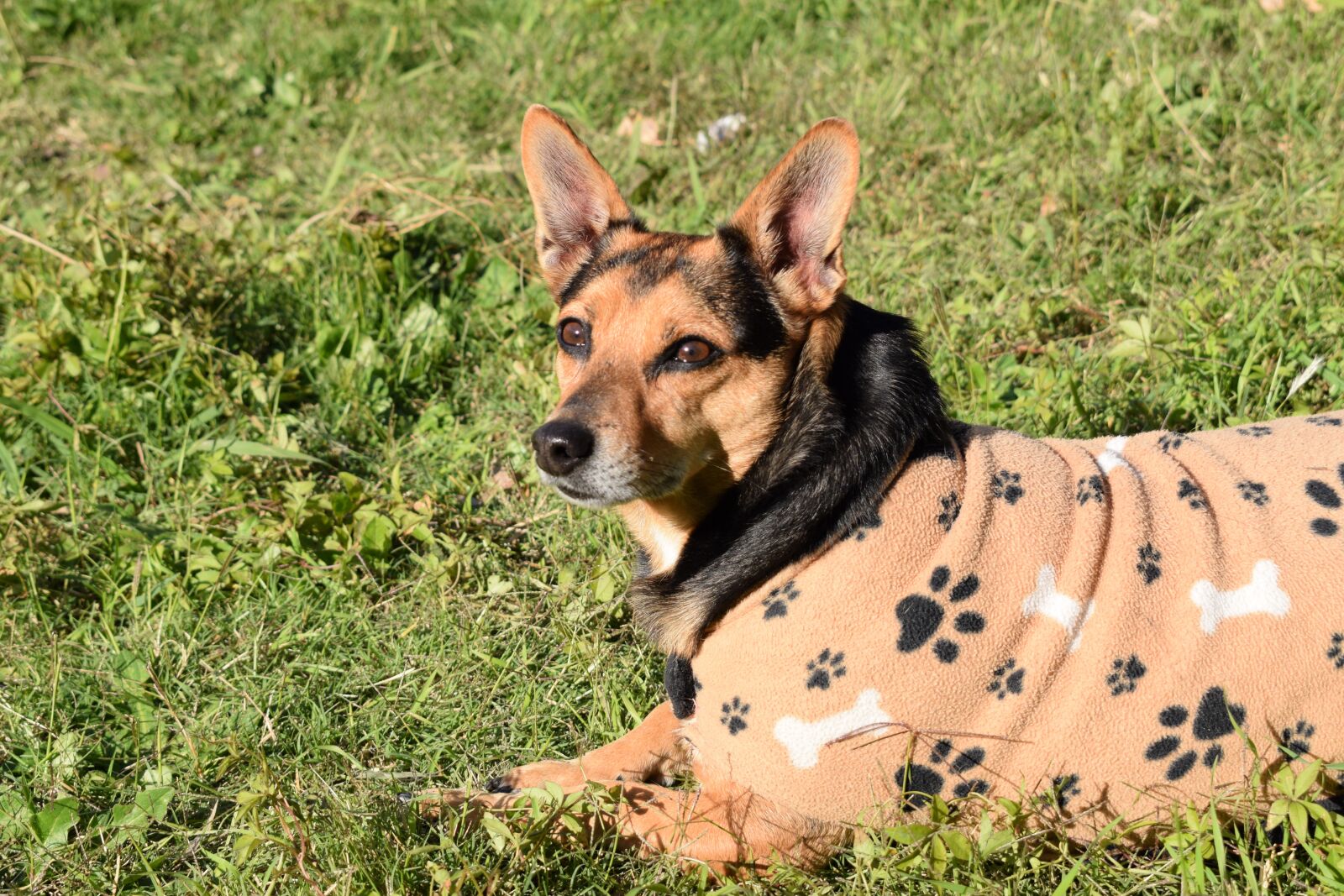 Nikon D5300 sample photo. Dog, animal, pet photography