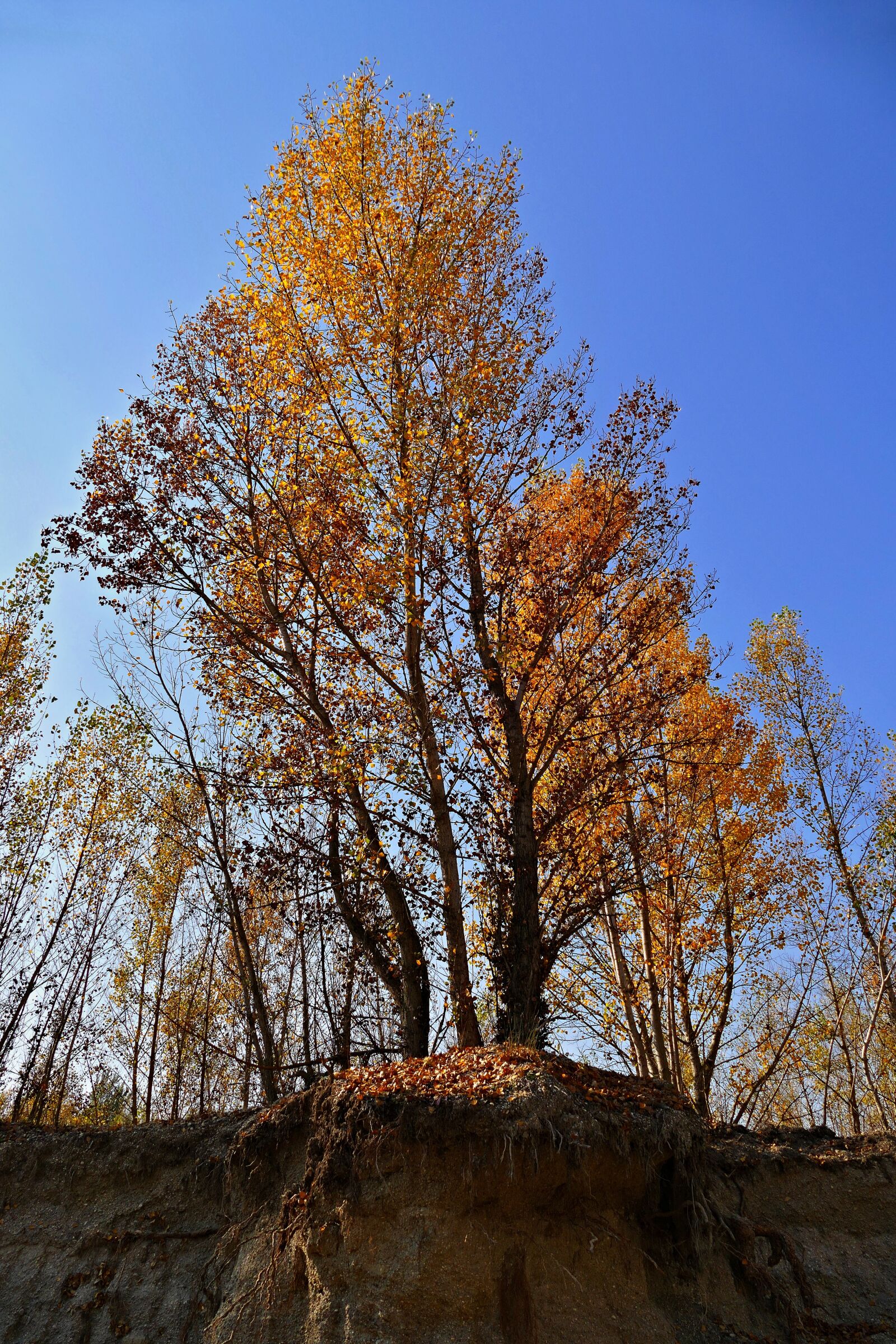 Panasonic Lumix DMC-FZ1000 sample photo. Tree, poplar, reef photography
