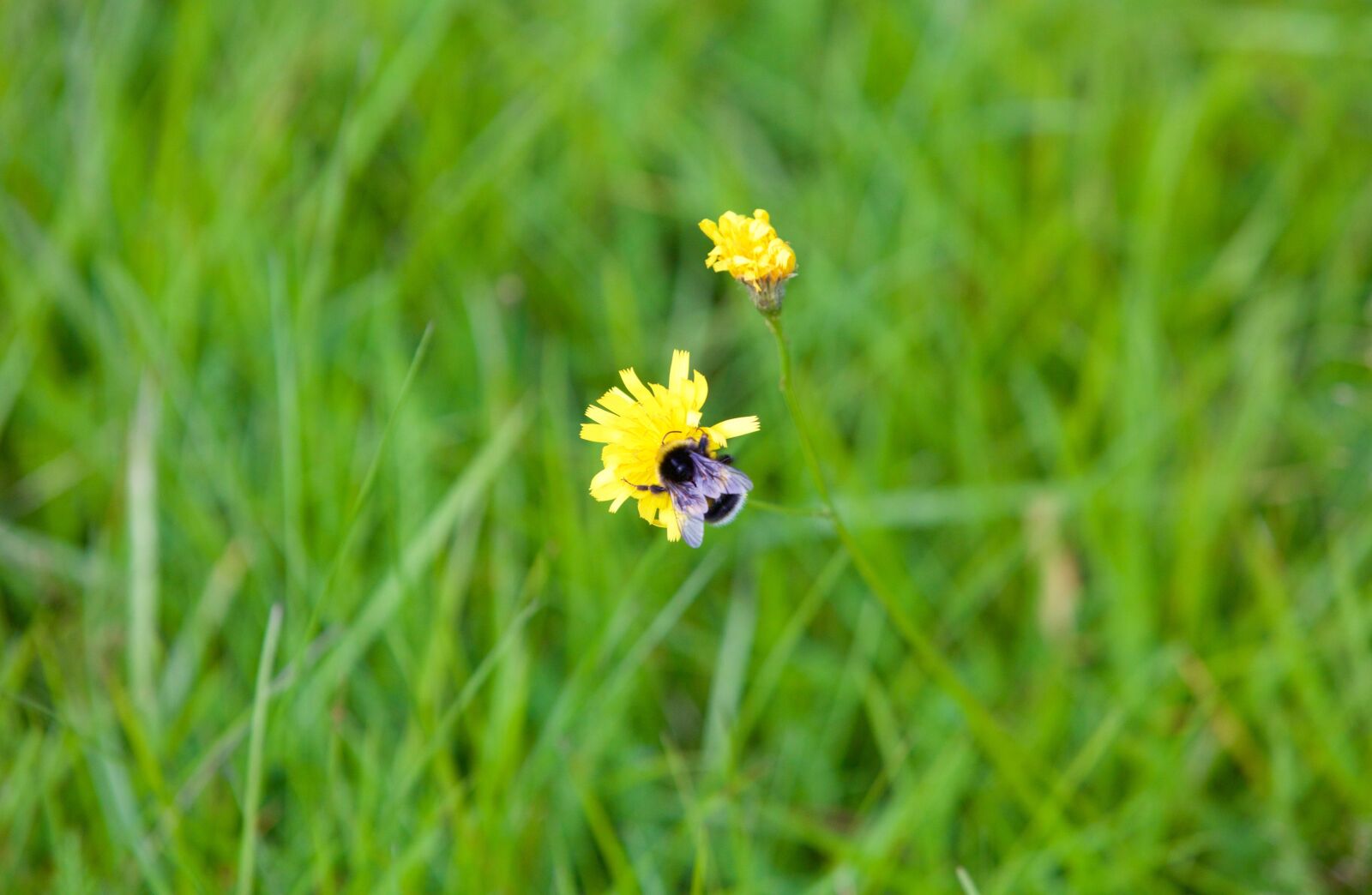 Canon EOS 5D Mark III sample photo. Bourdon, bee, flower photography