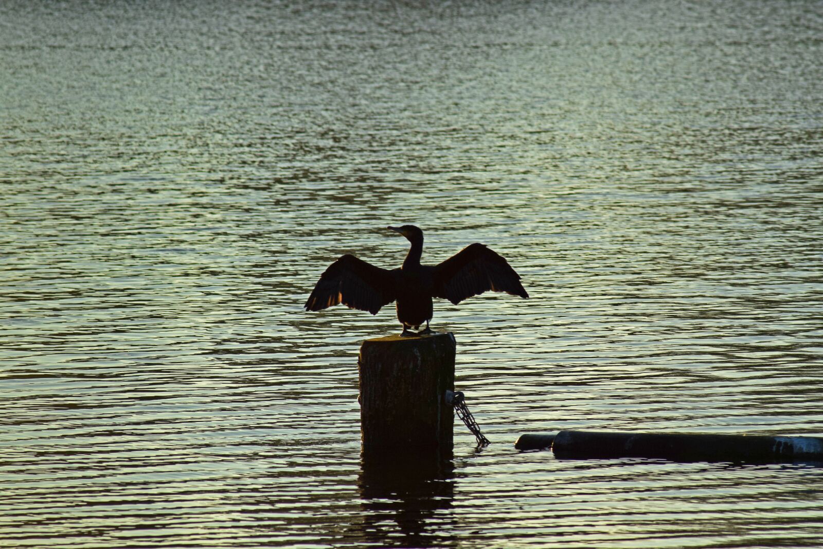 Nikon D3300 sample photo. Cormorant, bird, water photography
