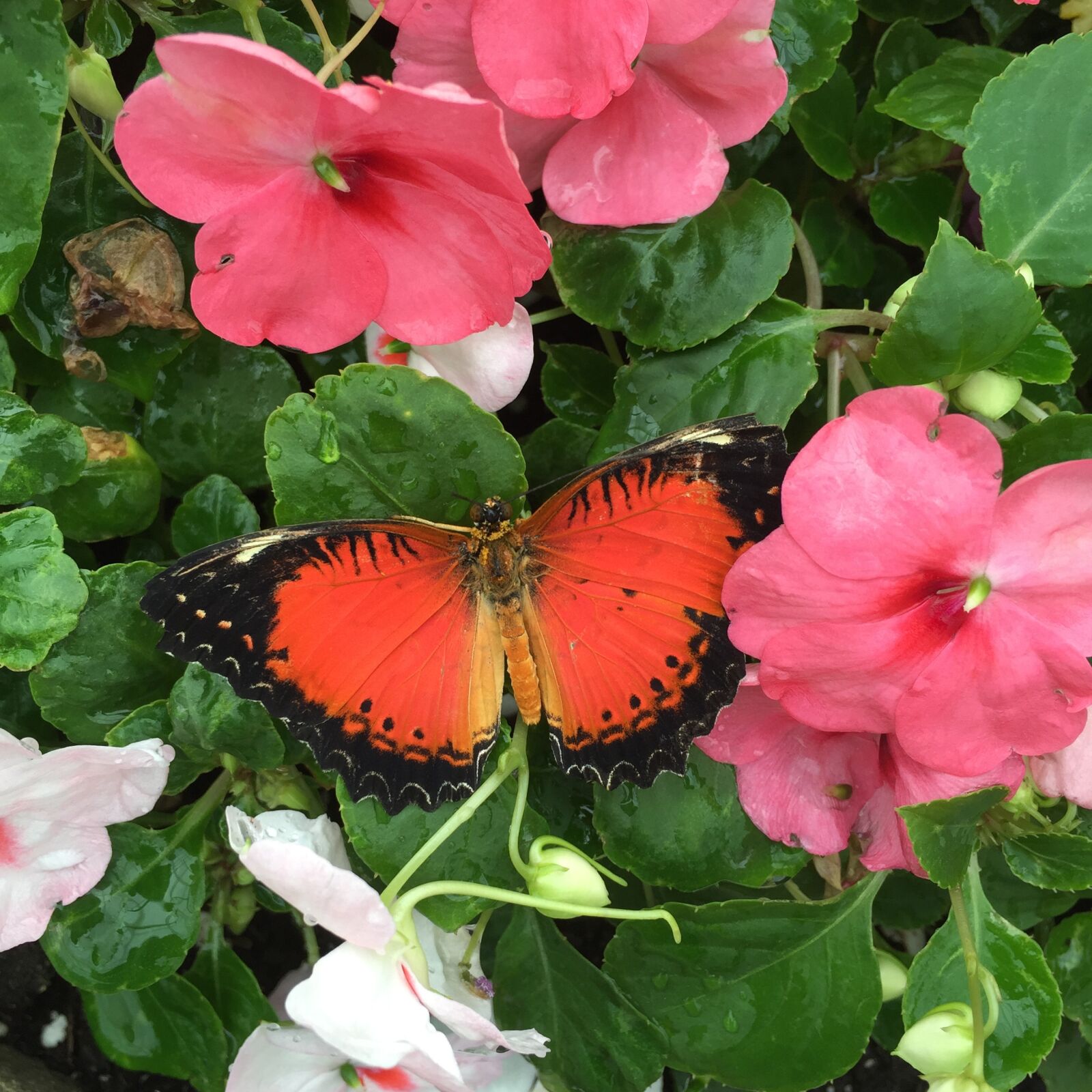 Apple iPhone 6 sample photo. Orange butterfly, pink flower photography