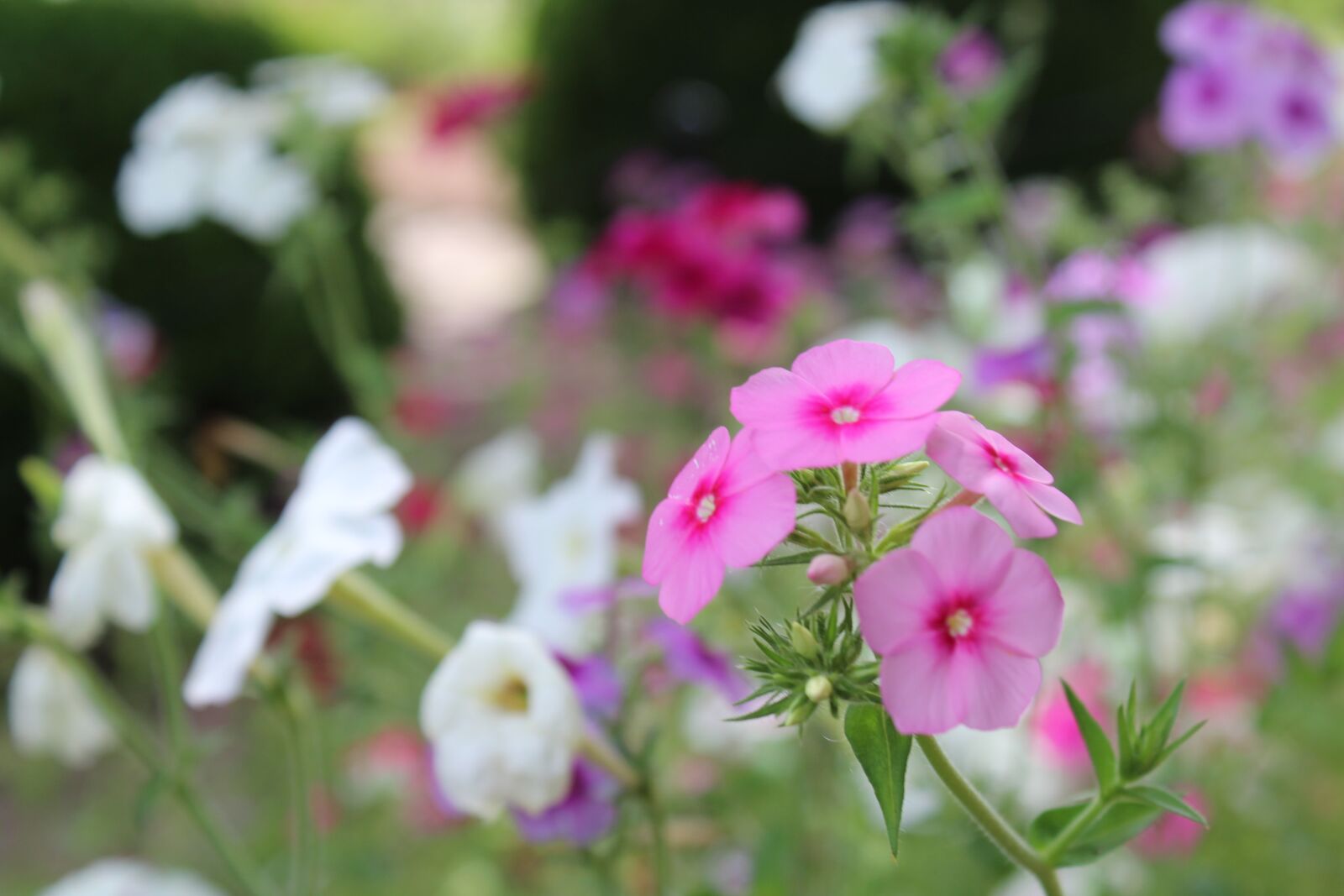 Canon EOS 1300D (EOS Rebel T6 / EOS Kiss X80) sample photo. Field, flowers, multicolor photography