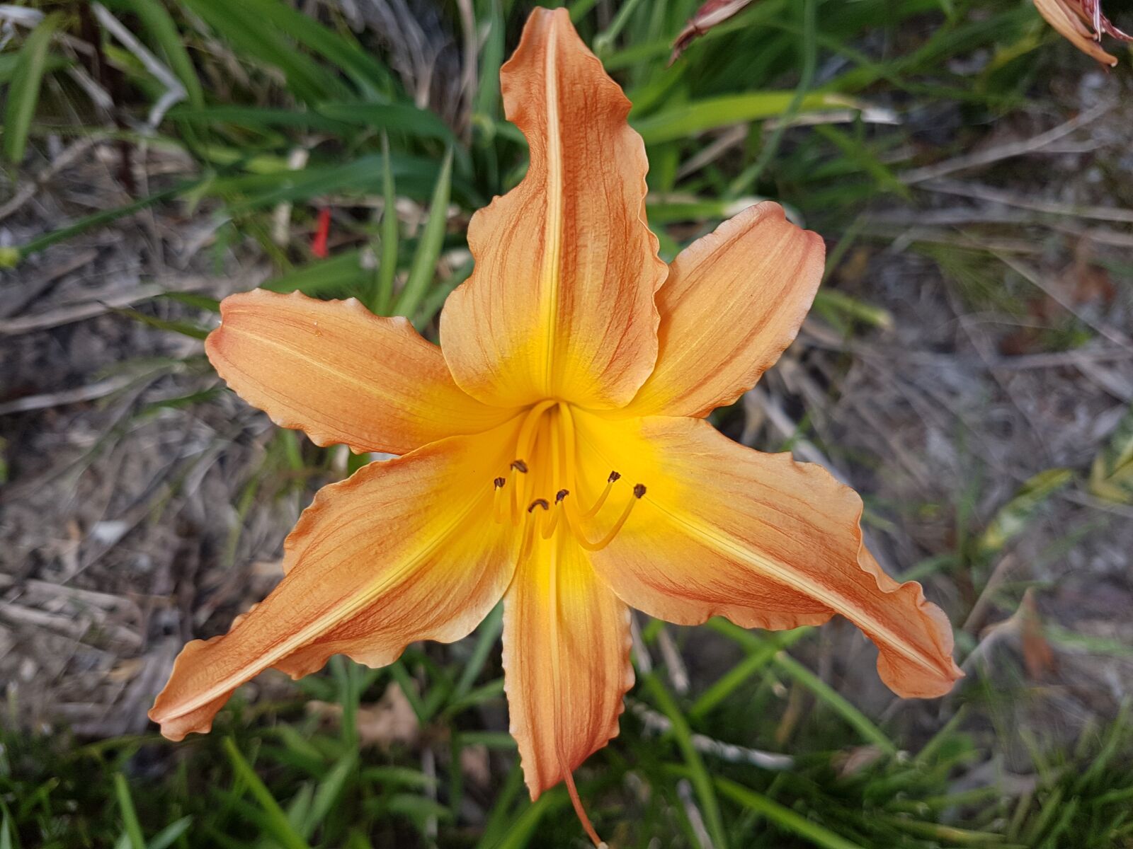 Samsung Galaxy S7 sample photo. Flower, yellow hibiscus, beautiful photography