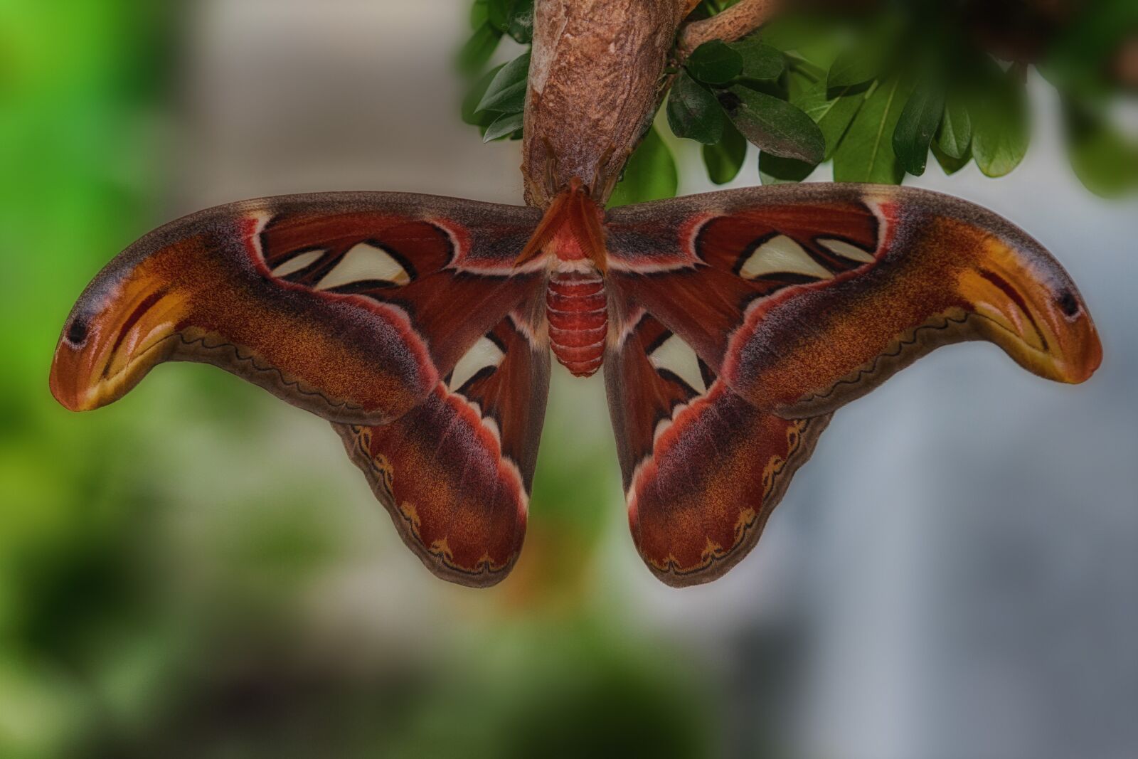 Canon EOS 7D sample photo. Moth, macro, insect photography
