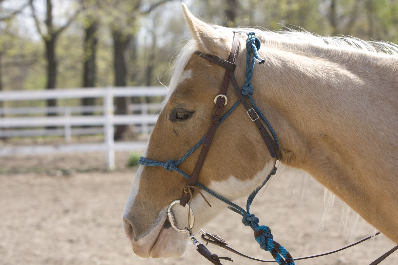 Canon EOS 40D sample photo. Brown, and, white, hose photography