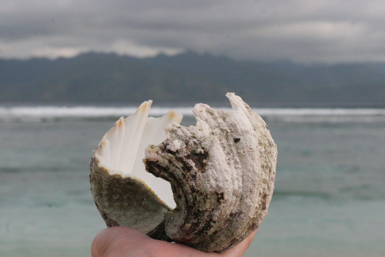 Canon EOS 20D sample photo. Shell, sea, beach photography