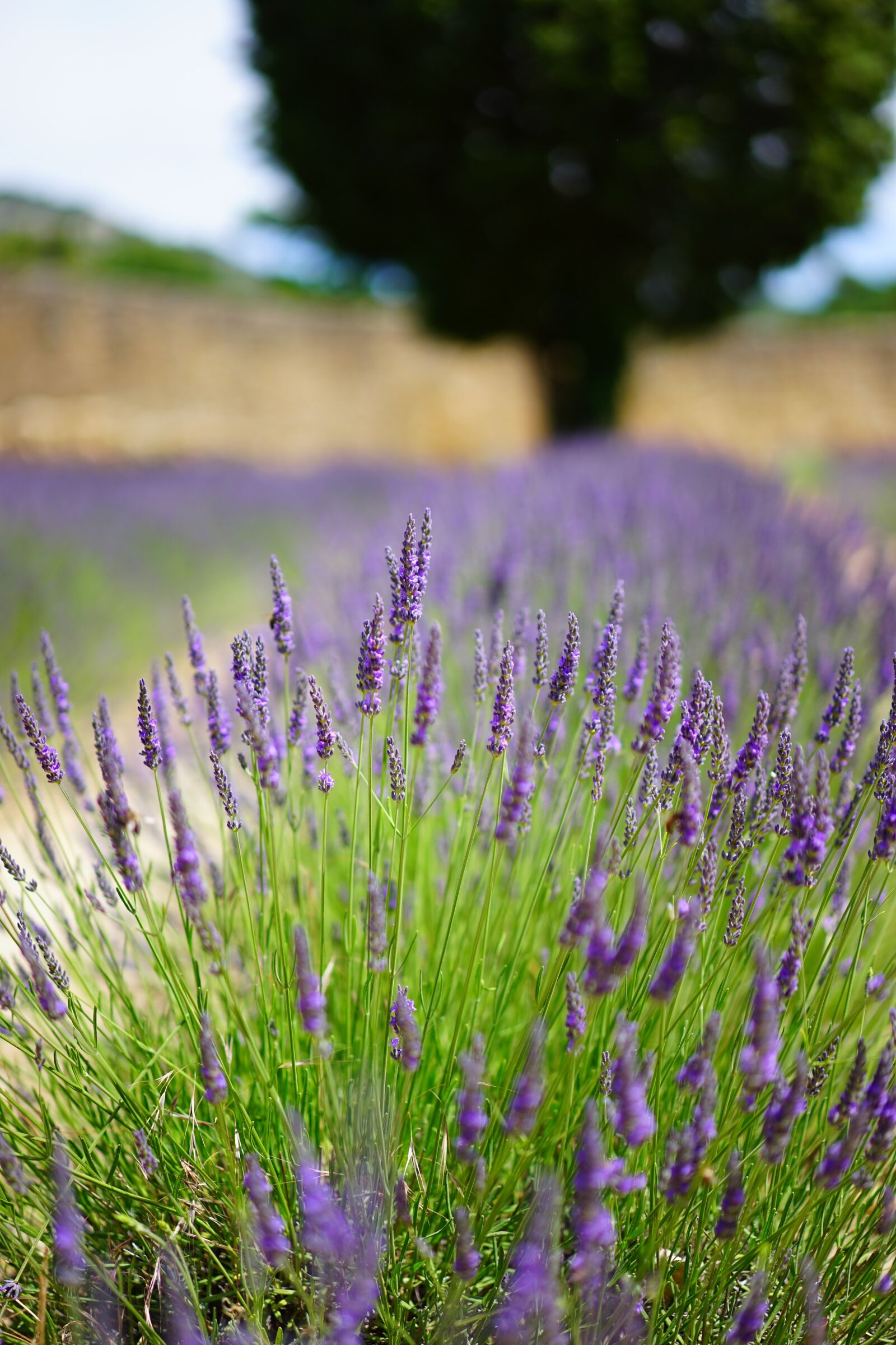 Sony a7 + Sony Sonnar T* FE 55mm F1.8 ZA sample photo. Lavender, flowers, blue photography