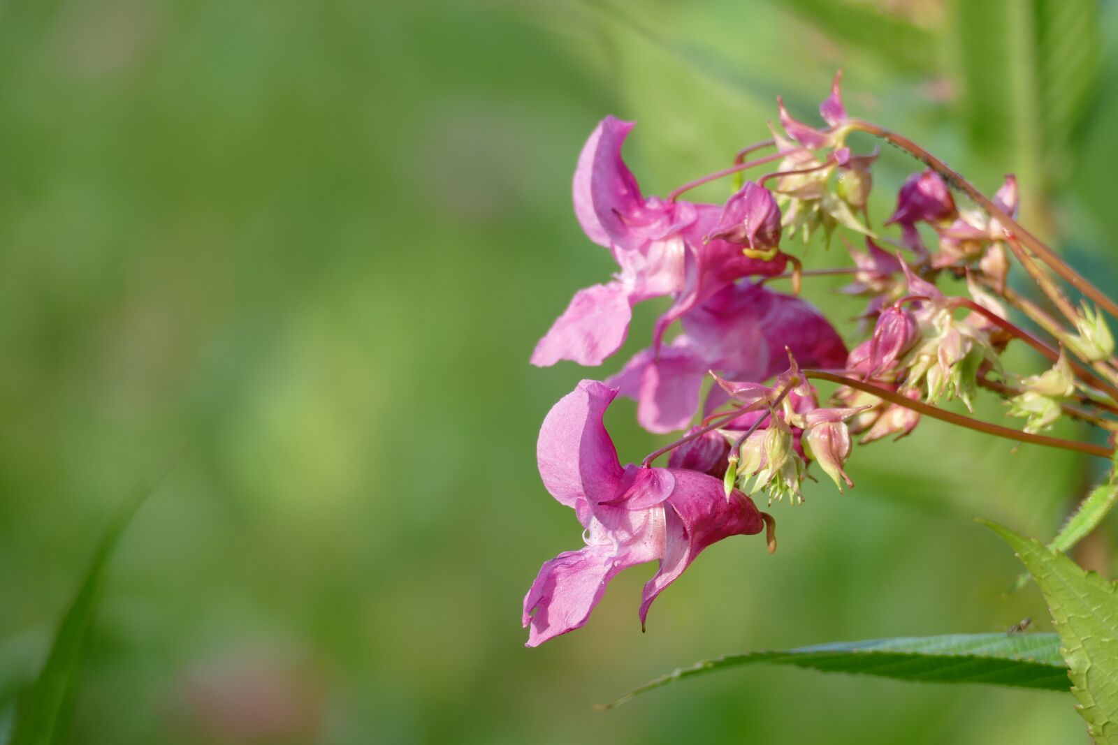 Panasonic Lumix DMC-FZ1000 sample photo. Himalayan balsam, impatiens glandulifera photography
