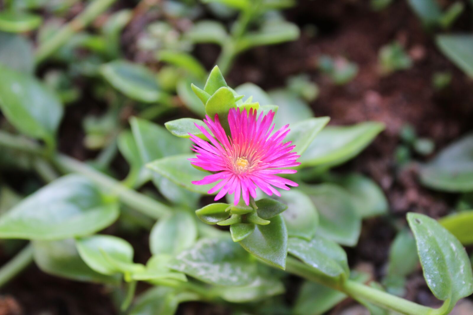 Canon EOS 1300D (EOS Rebel T6 / EOS Kiss X80) sample photo. Flower, garden, flora photography