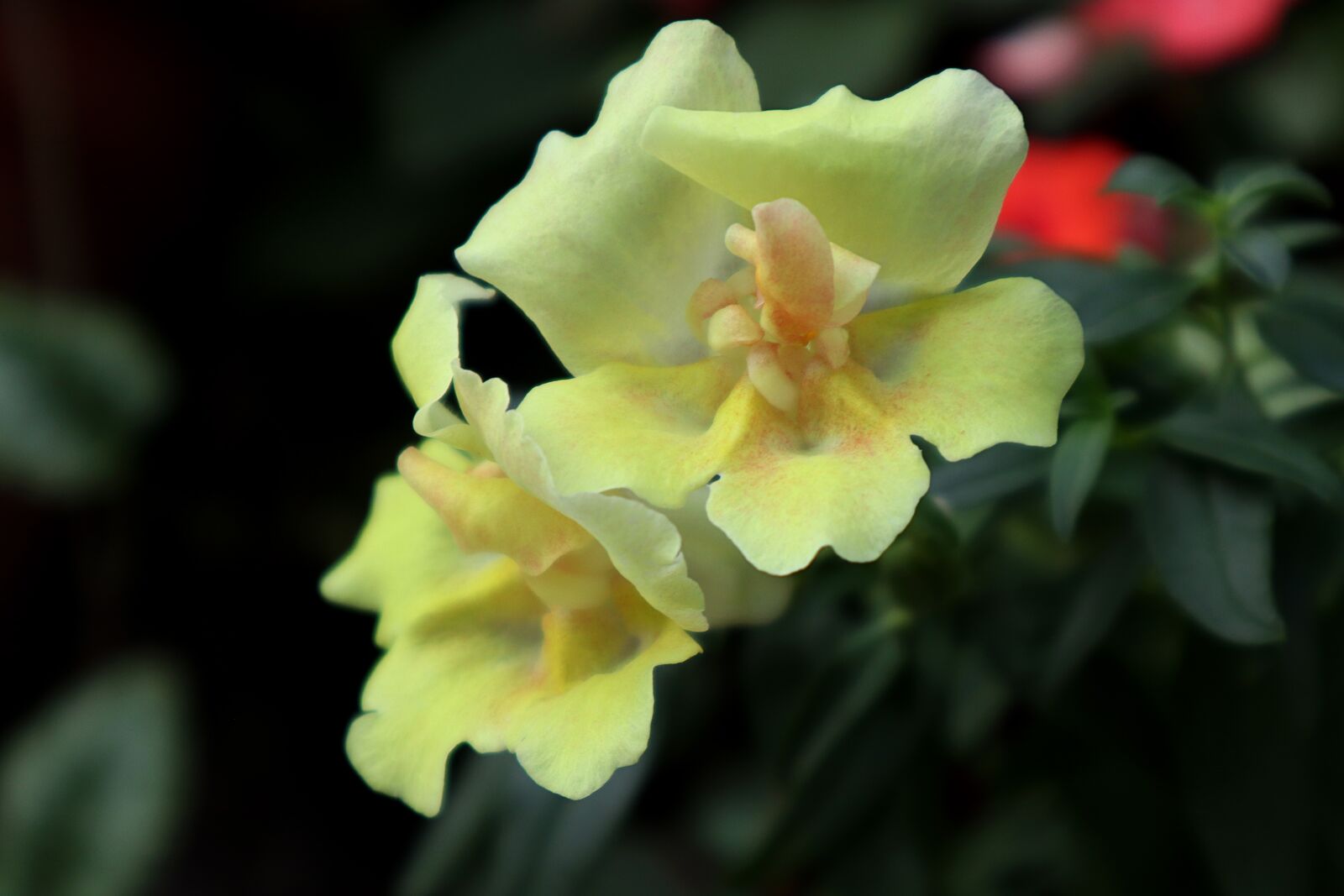 Canon EOS M50 (EOS Kiss M) sample photo. Flower, antirrino, nature photography