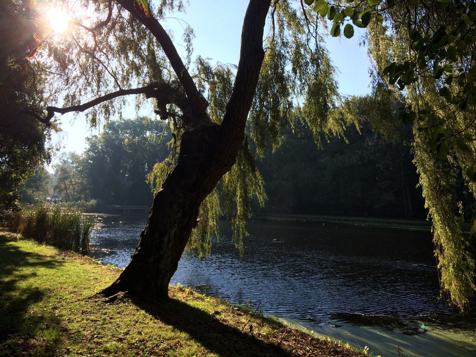 iPhone 5s back camera 4.15mm f/2.2 sample photo. Tree, river, sunshine photography