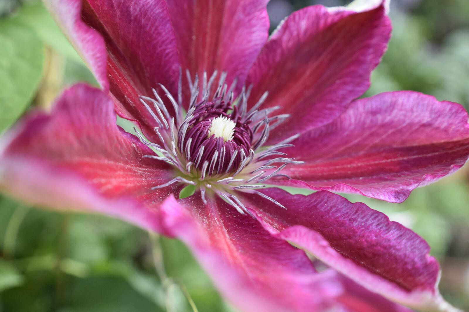 Nikon D3300 sample photo. Flower, nature, floral photography