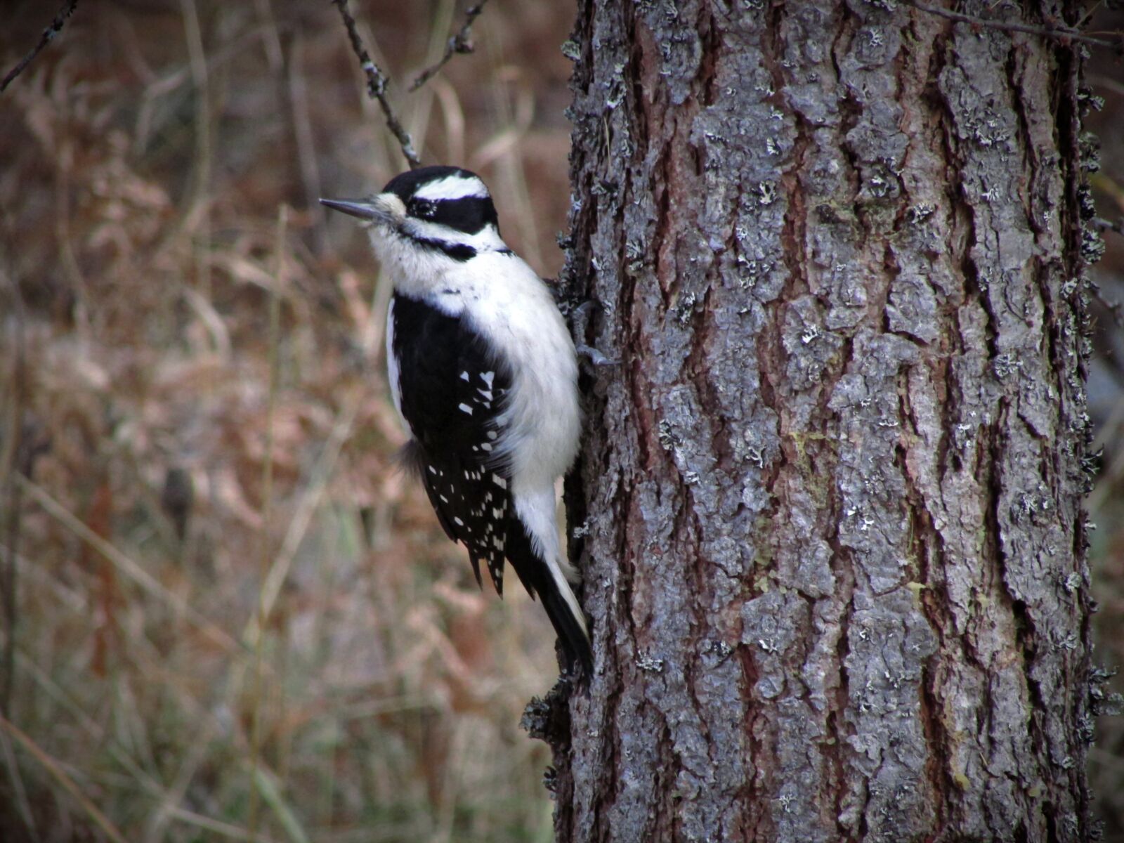 Canon PowerShot SX500 IS sample photo. Hairy woodpecker, woodpecker, hairy photography