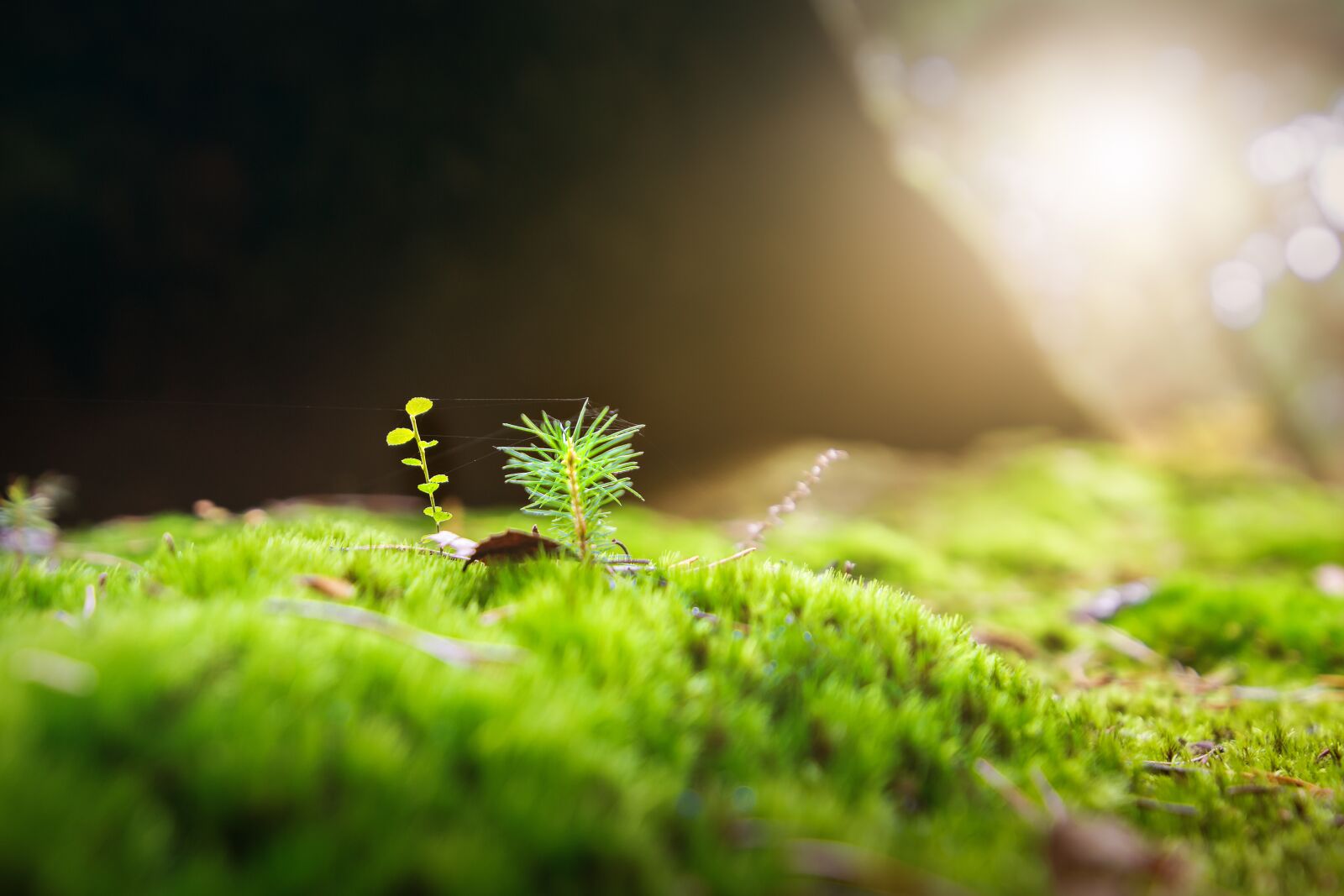 Tokina AT-X 16-28mm F2.8 Pro FX sample photo. Moss, forest, green photography